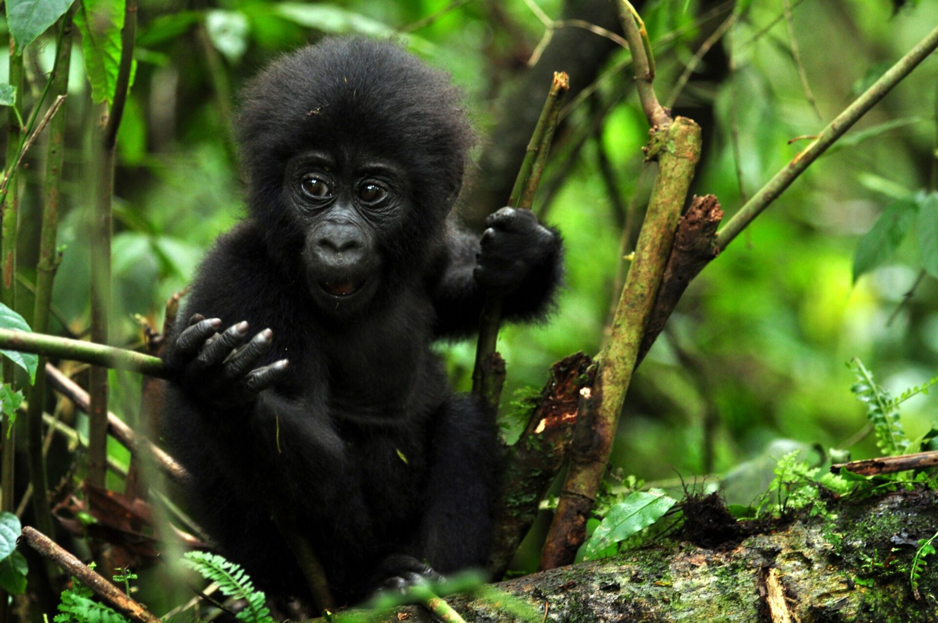 Baby Gorilla in a tree looking at the camera