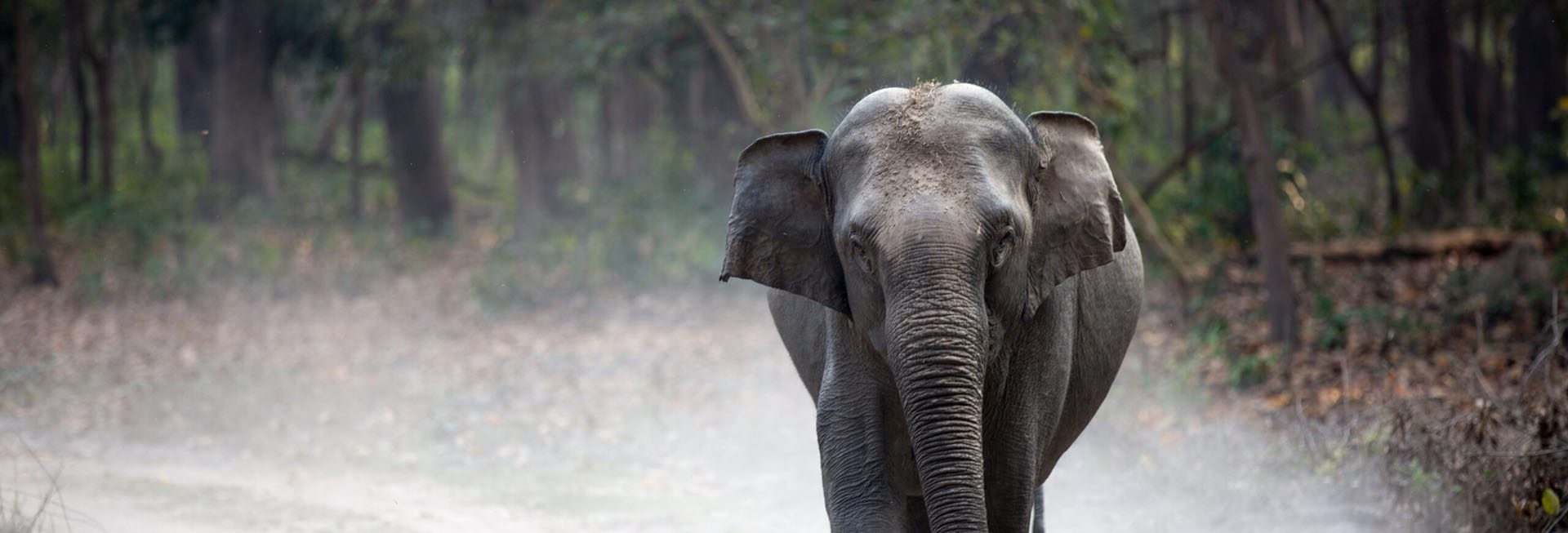 an elephant walking down a dirt road in the woods.