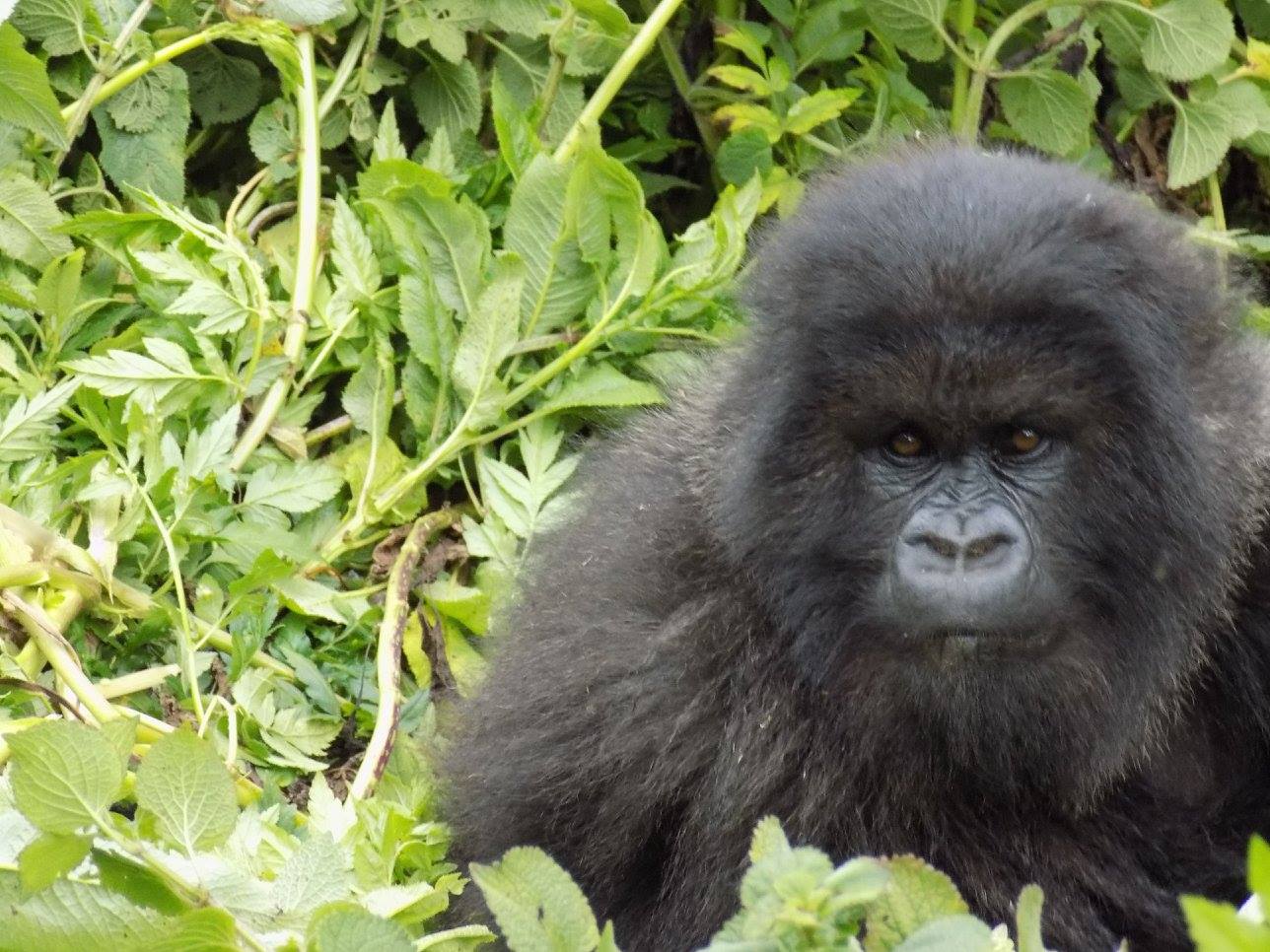 Gorillas, Night Markets & Engagement: East Africa with Rachel Cappucci, Gorilla