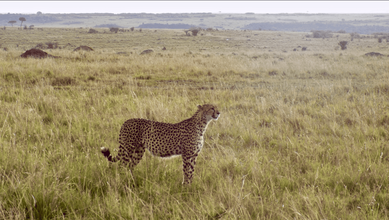 Traveling Solo to Africa and loving it! Cheetah in the Wild
