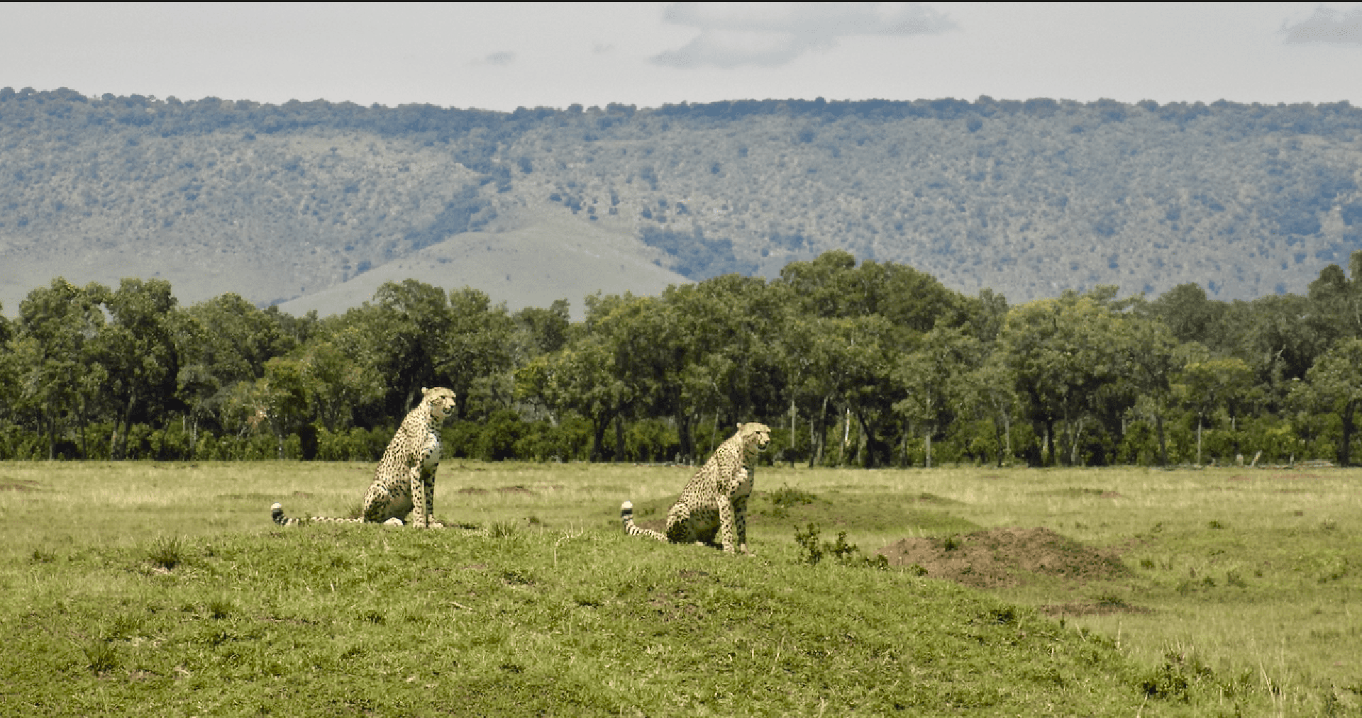 cheetahs sitting on a mound with a hill in the background