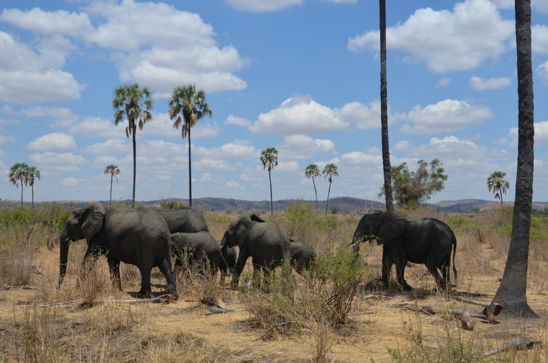 Family of seven elephants roams through open grasslands with scattered palm trees, blue skies, and clouds in Ruaha National Park