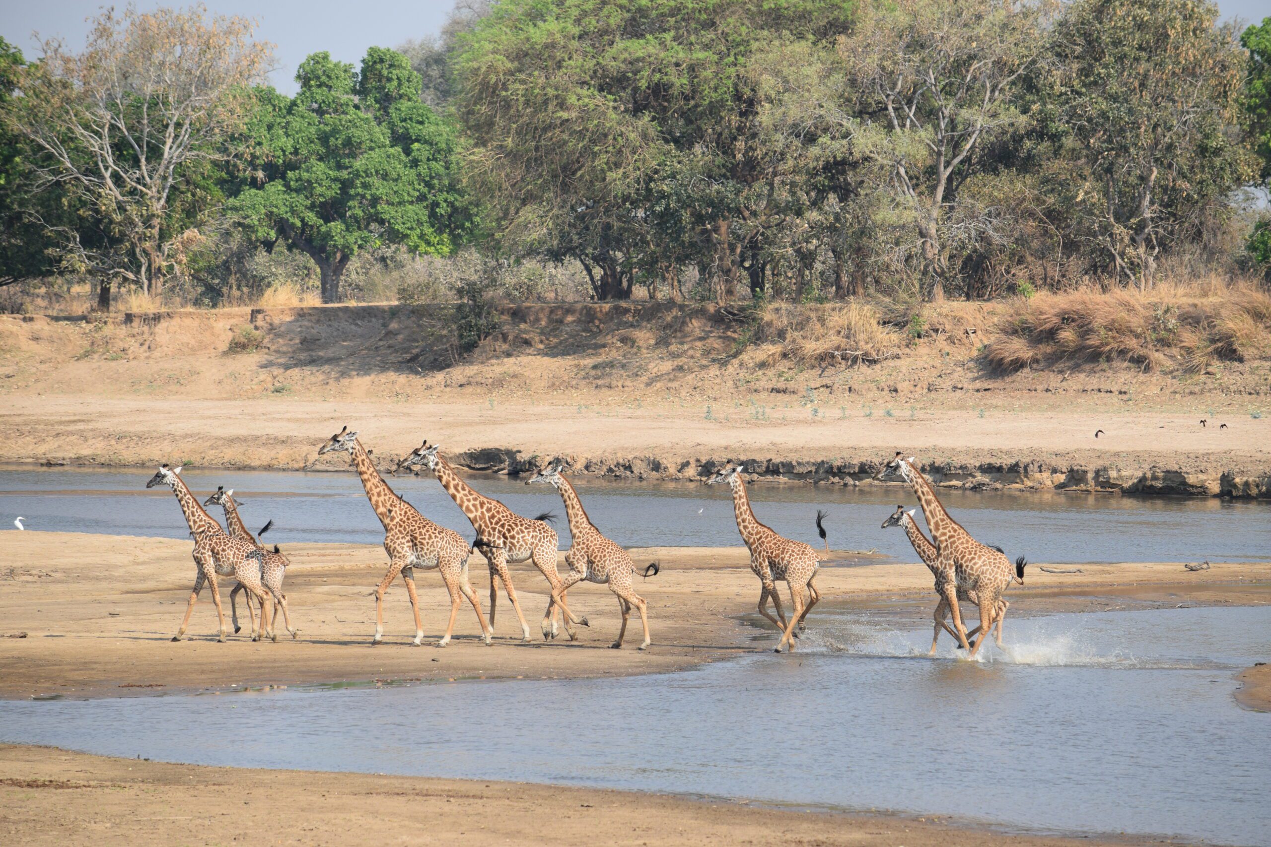 Giraffe running on the banks of a river