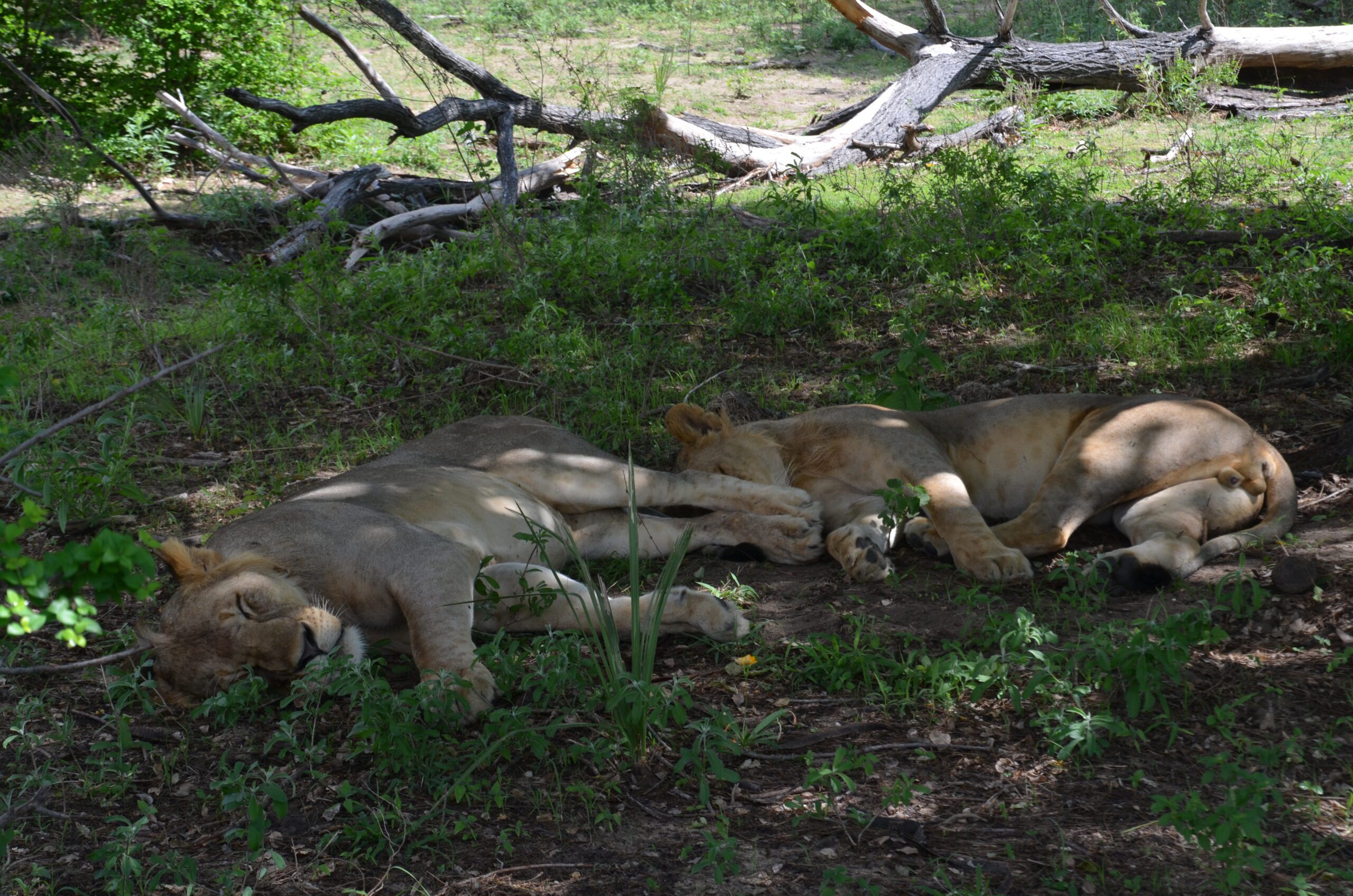 Insider Guide: 8 Things You Need to Know About Tanzania's Southern Circuit, Lions Resting in the Shade