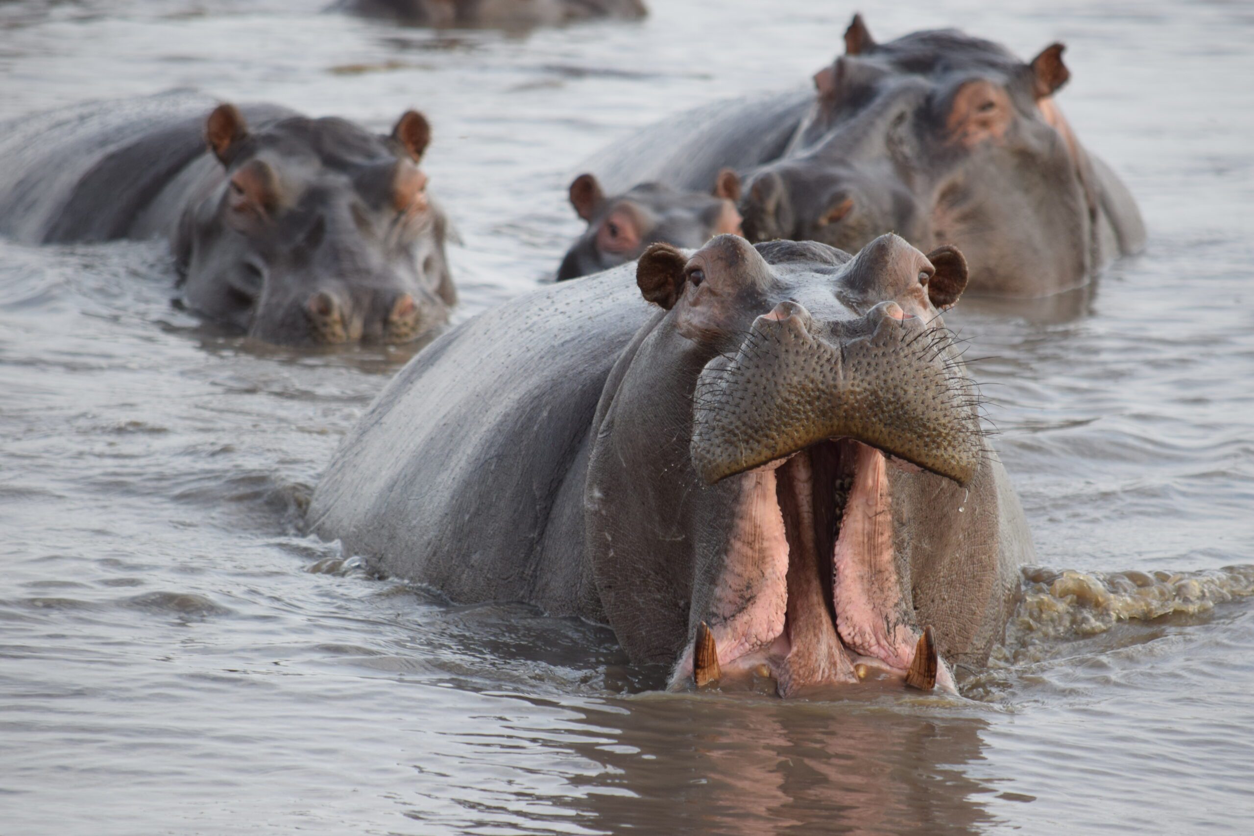 group of 4 hippos in the water with the one hippo in front yawning. 