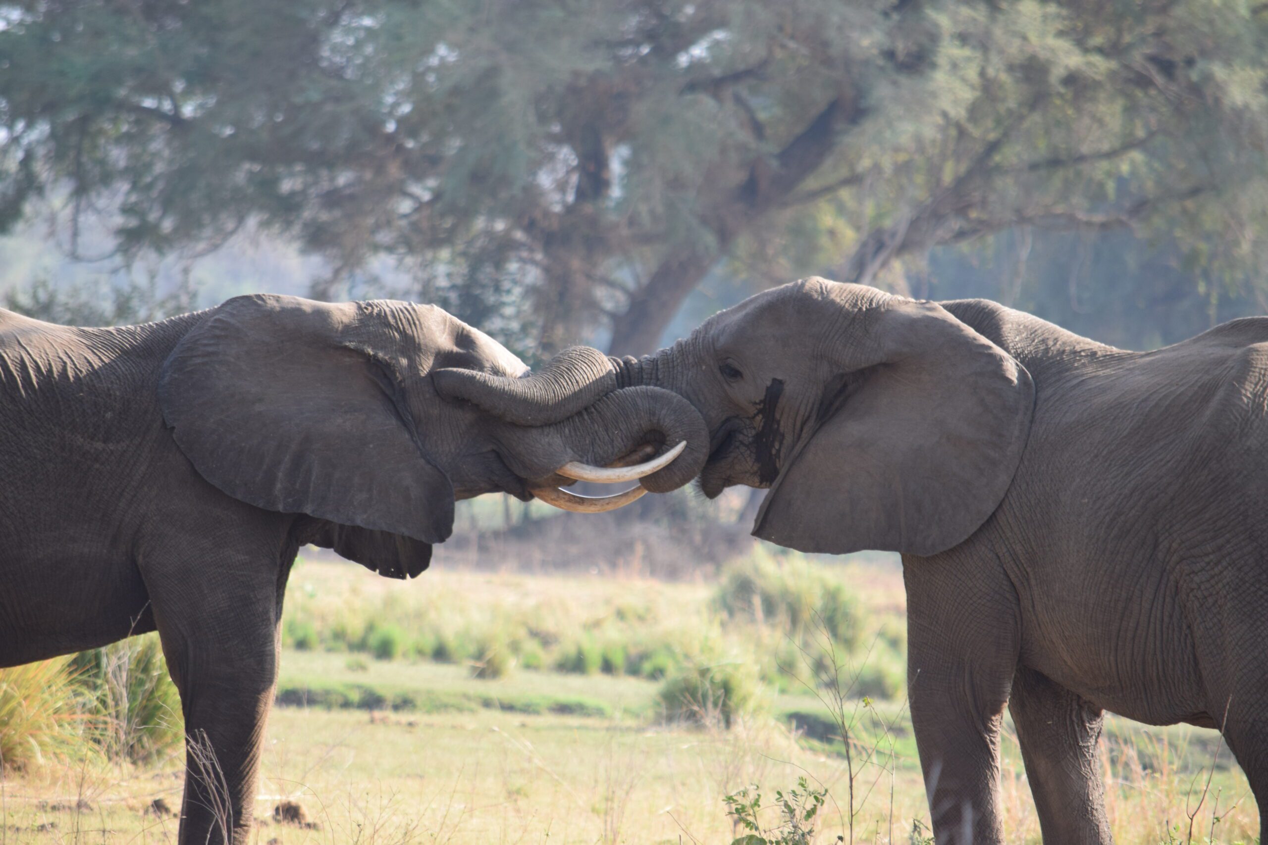 Two elephants standing head to head with their trunks intertwined. 