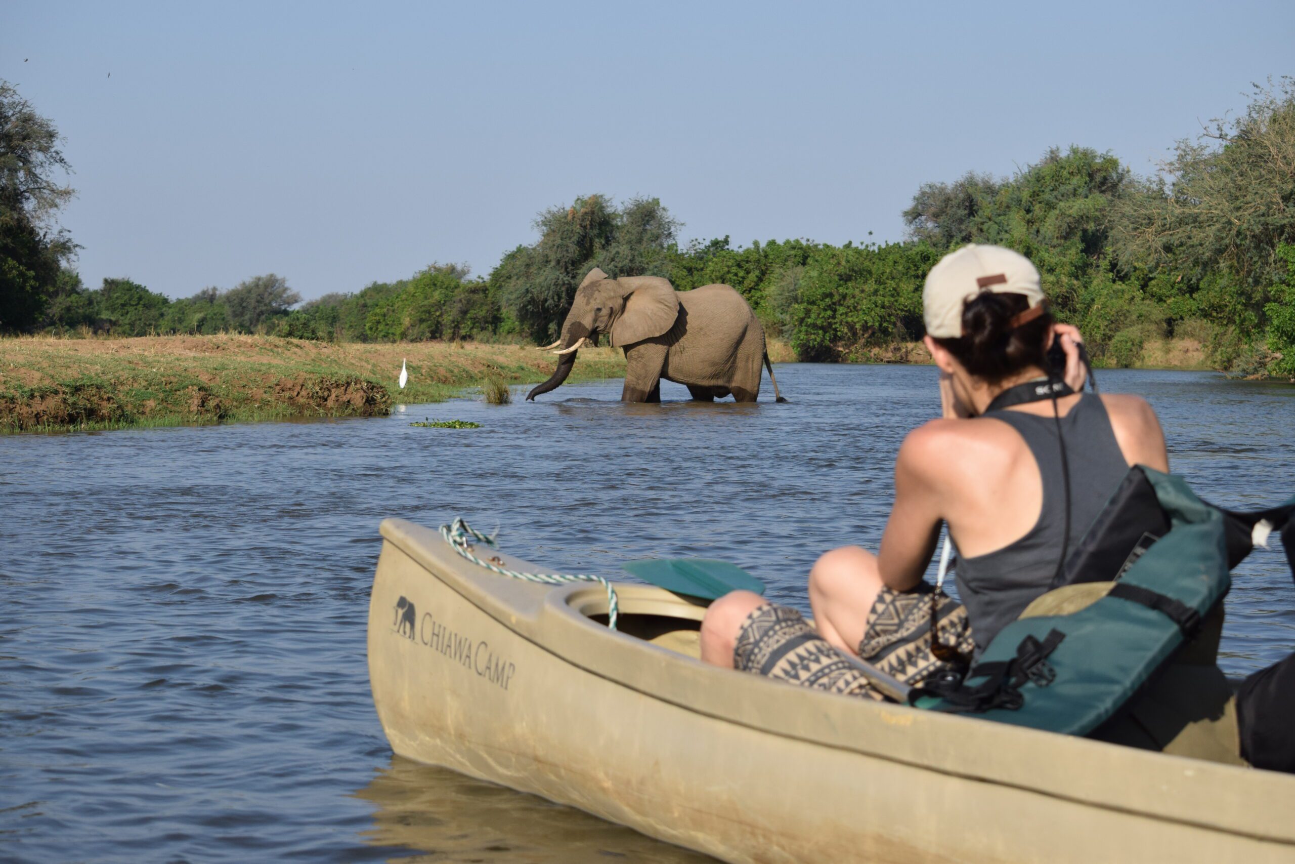 Image of the back of a person sitting in a canoe taking a photograph of an elephant in the river.