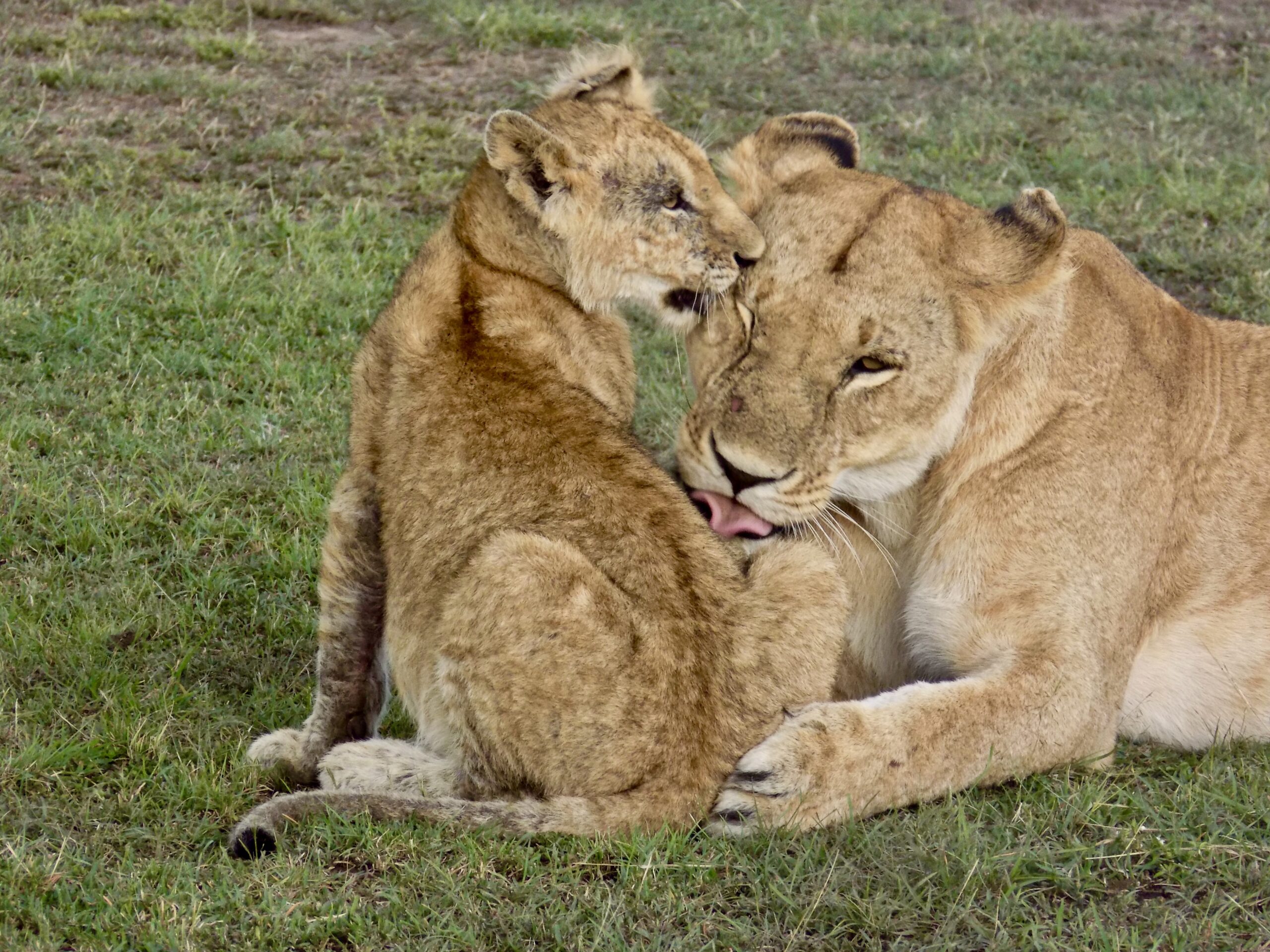 Traveling Solo to Africa and loving it! Baby Lion and Mommy