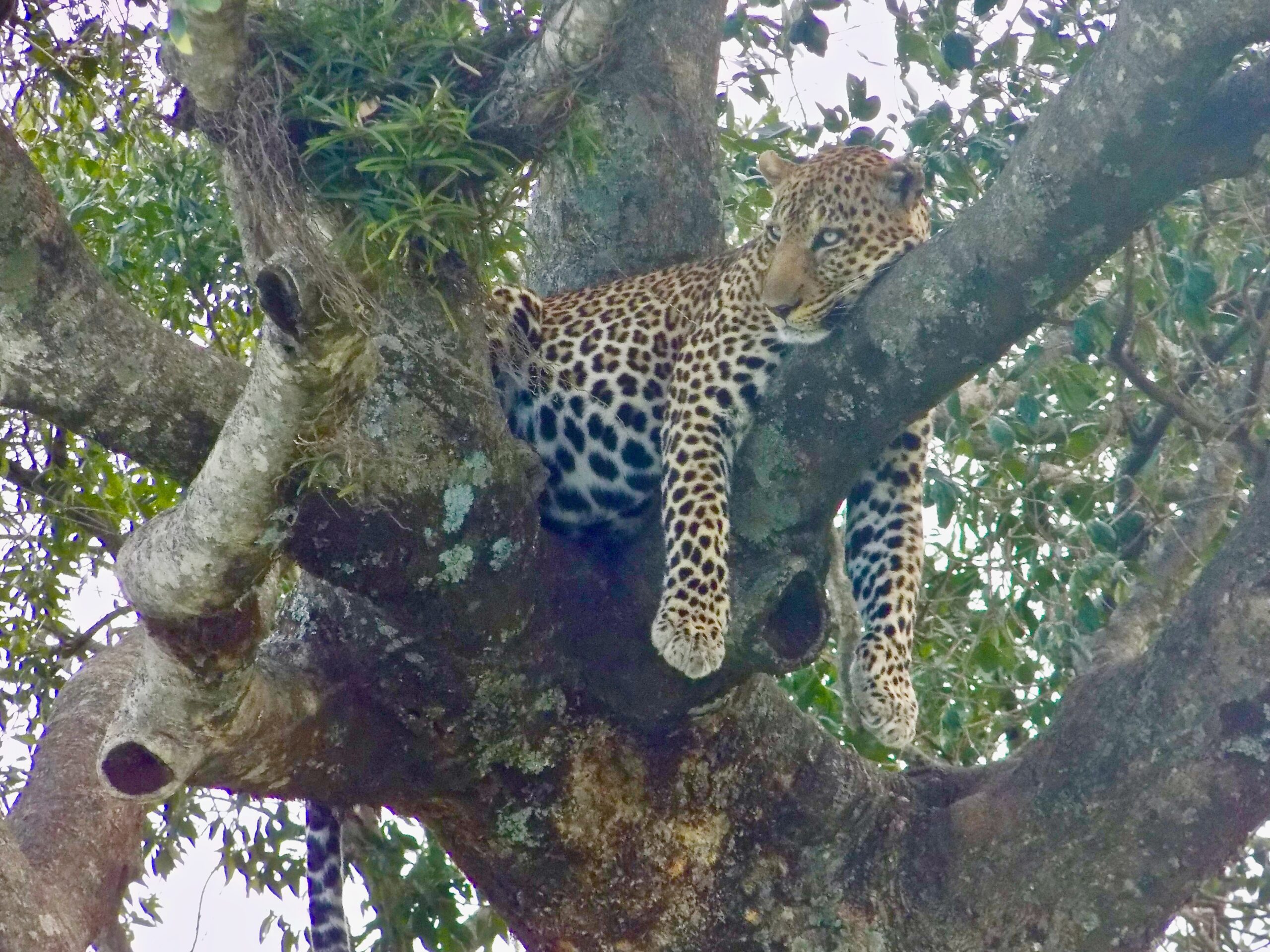 Traveling Solo to Africa and loving it! Cheetah in a tree