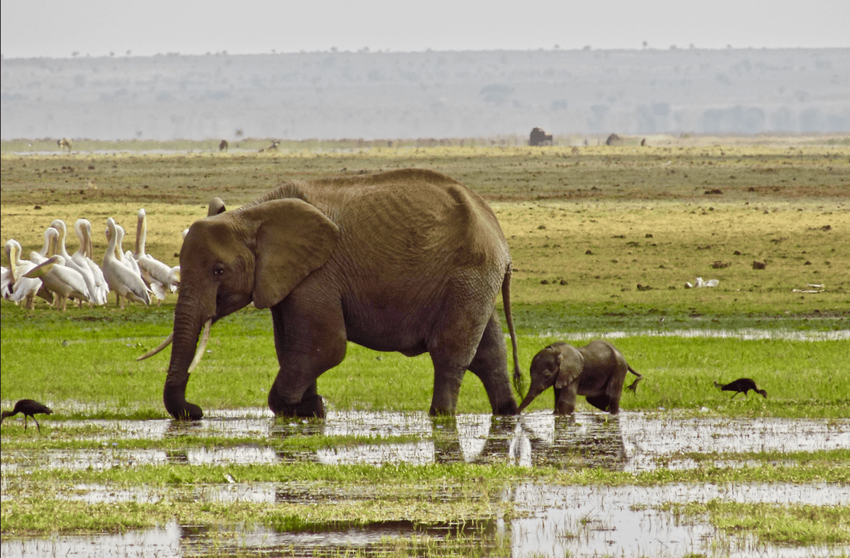 Traveling Solo to Africa and loving it! Elephant and Baby