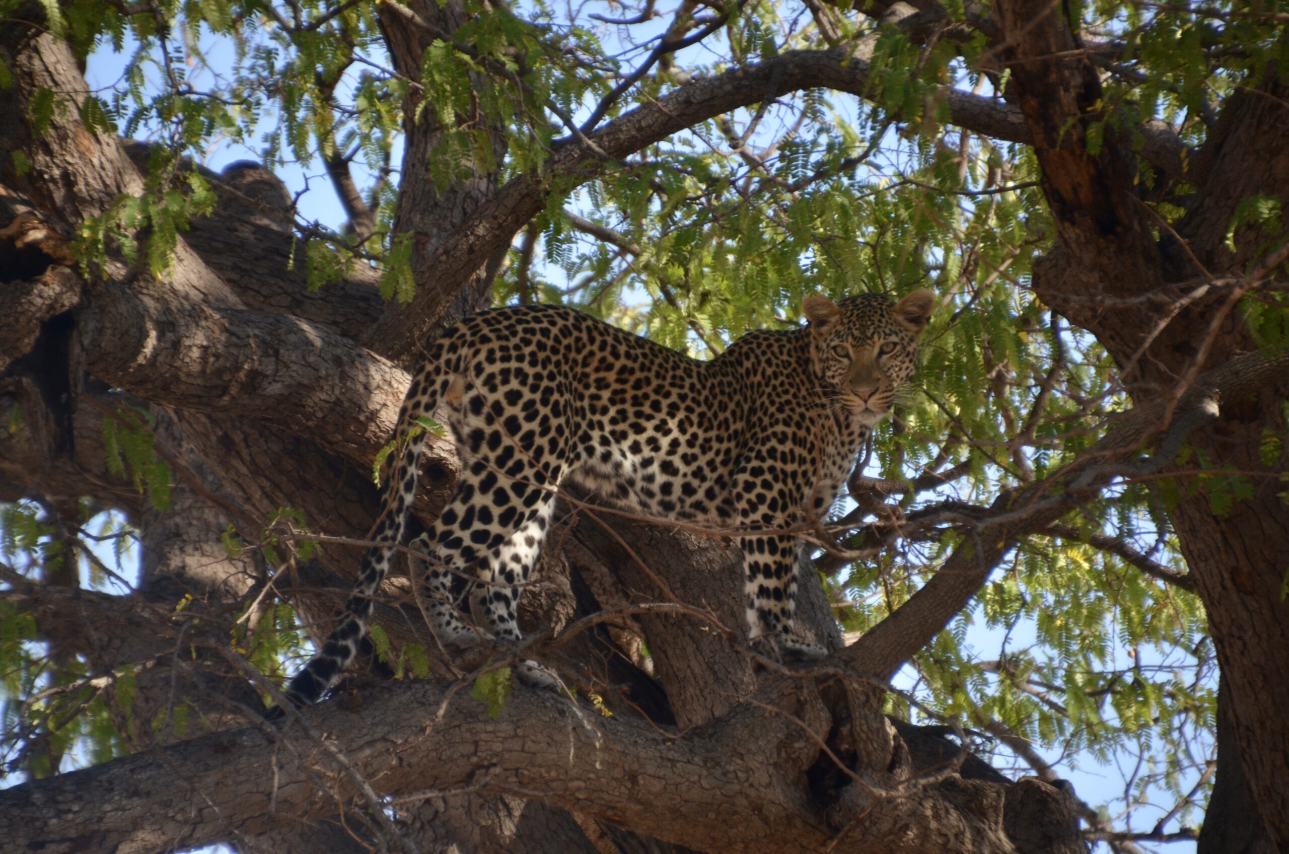 Insider Guide: 8 Things You Need to Know About Tanzania's Southern Circuit, Leopard in Tree