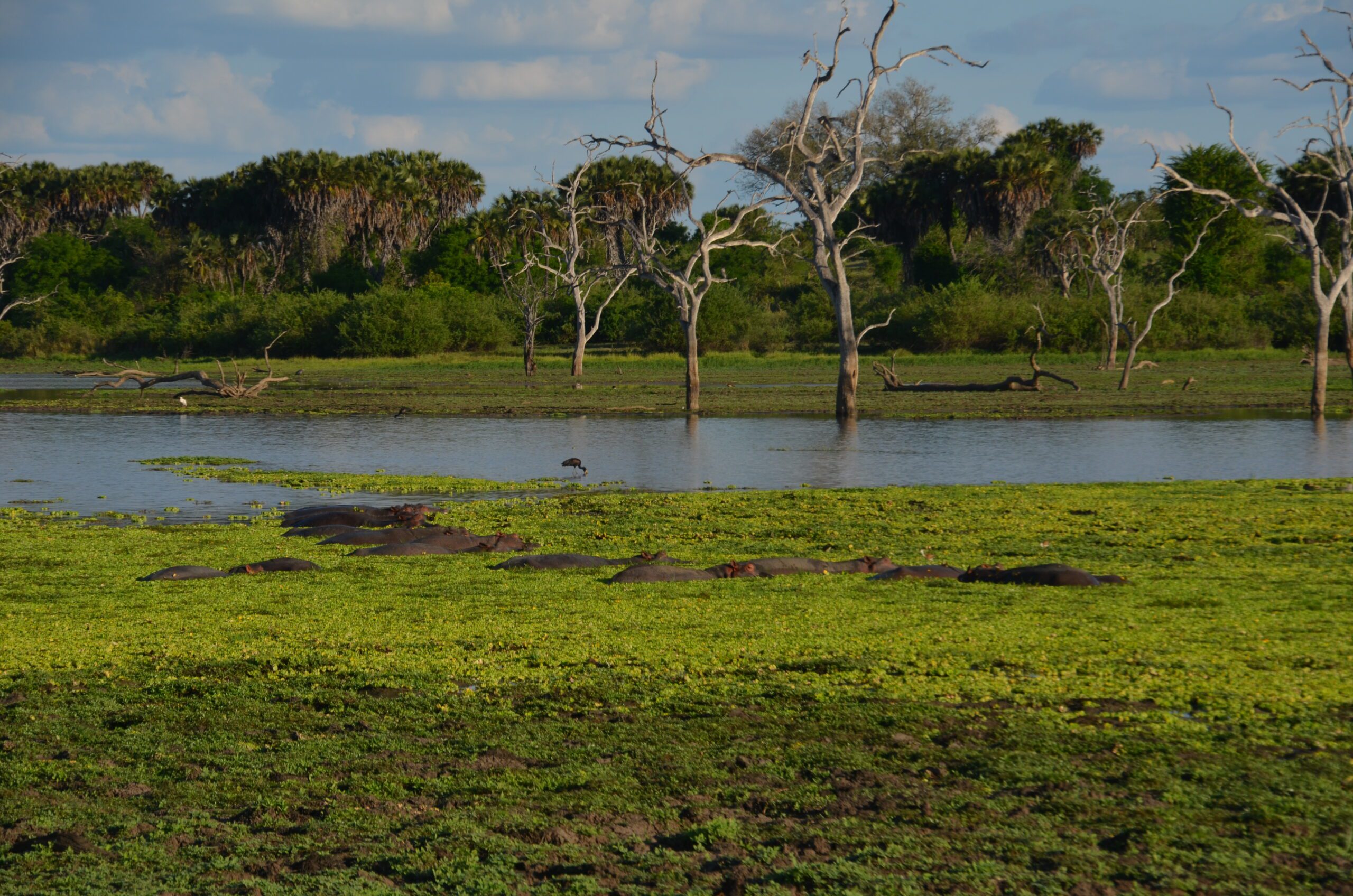 Insider Guide: 8 Things You Need to Know About Tanzania's Southern Circuit, Wetland, Hippos