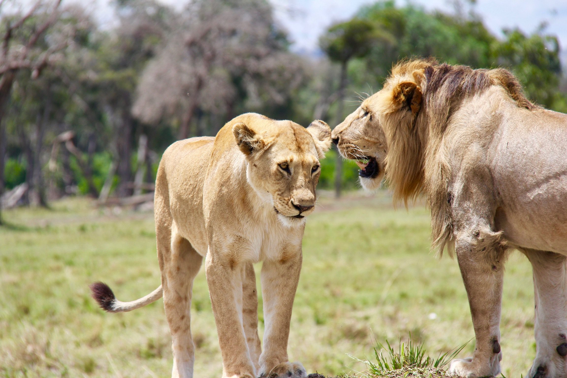 4 favorite activities in Kenya, a lioness approaches a male lion in an open field with trees at the fringe