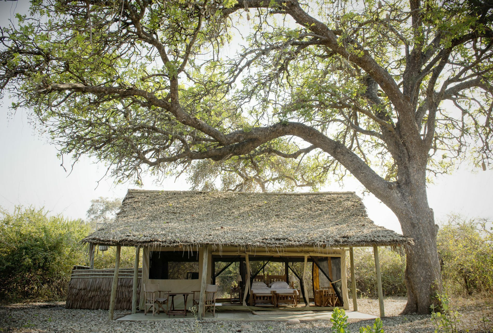 the broad branches of a tree shade a sunny, open-air suite at Kigelia Ruaha featuring a bed, a seating area, and a grass roof