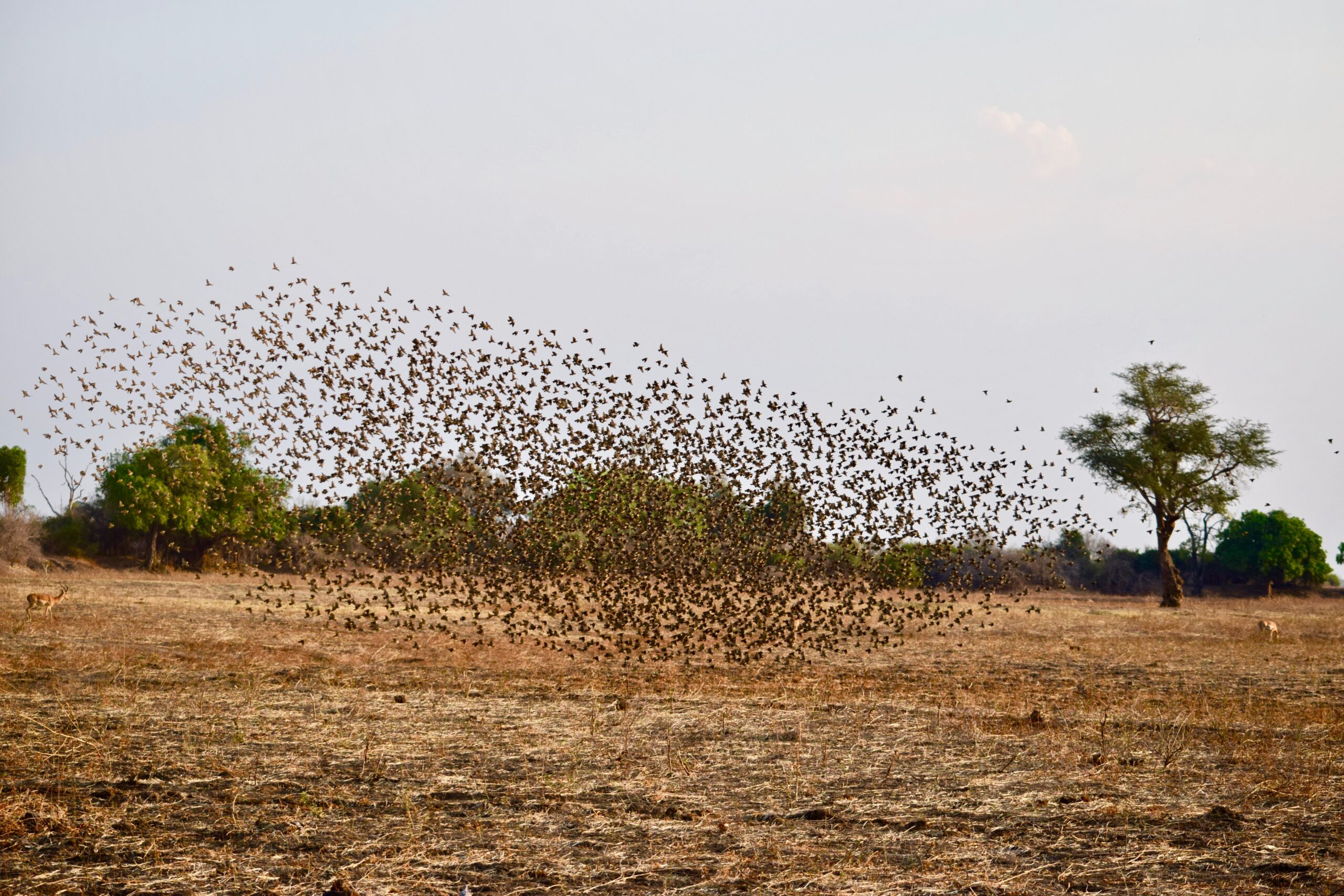 Flock of birds taking flight