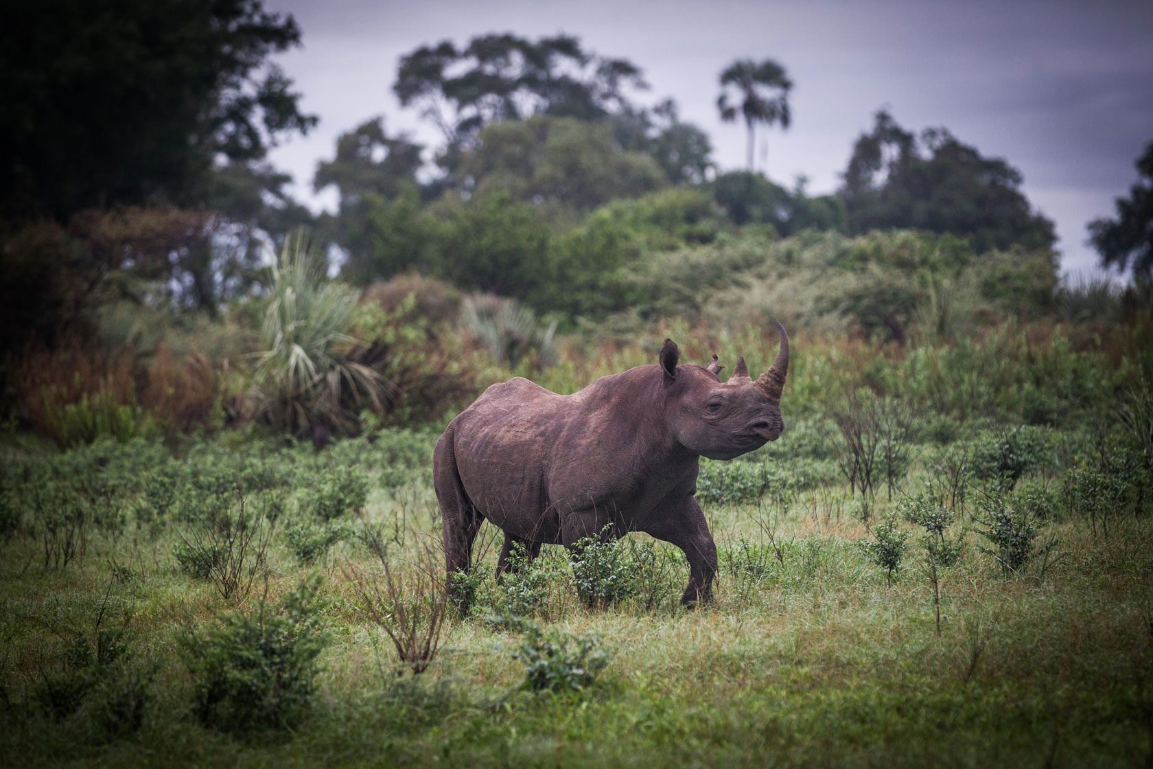 Why I Took My Daughter on Safari in Botswana, Rhino