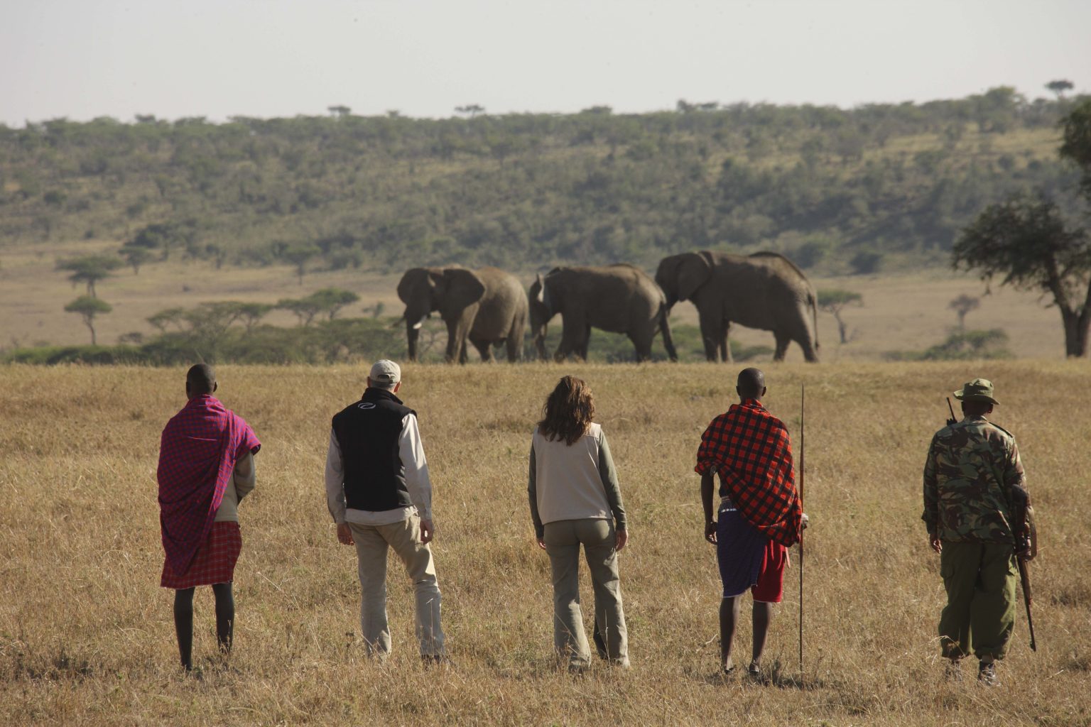 Two guests with two masaai warriors on a bush walk observing a family of elephants