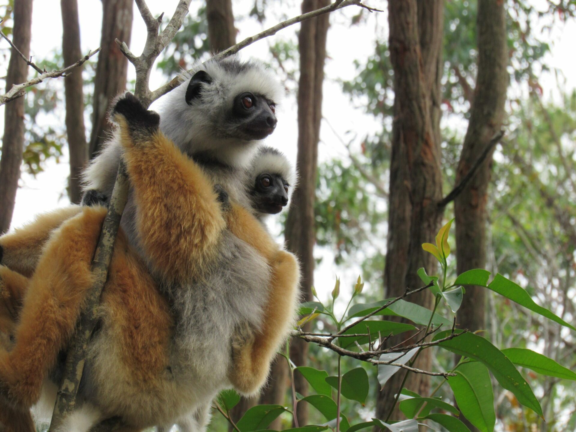 Madagascar, Lemurs in the forest of Ankarana N.P.
