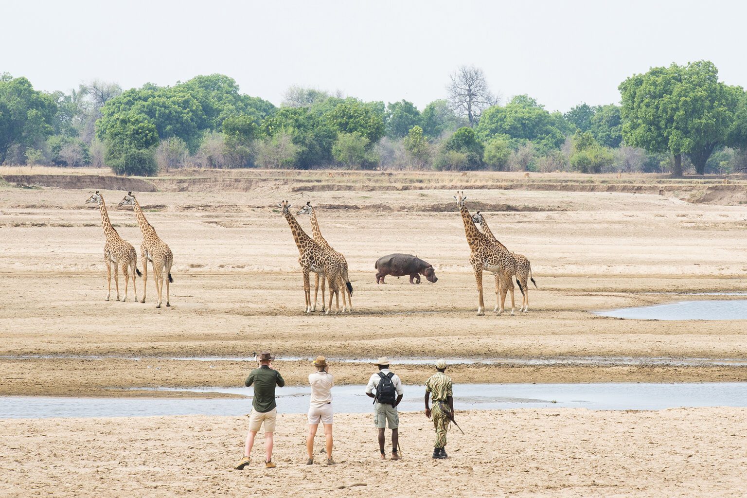 a herd of giraffe standing on top of a sandy field.
