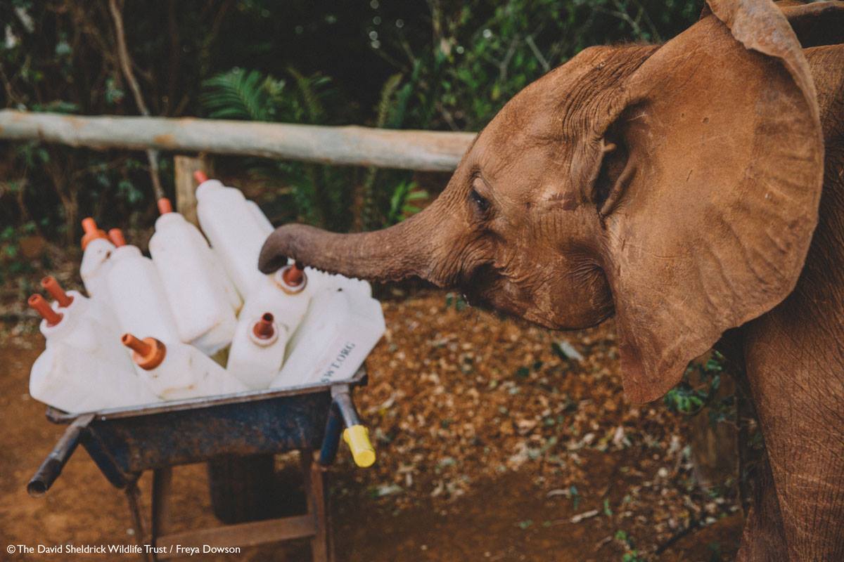 Stories | Want to Hug a Baby Elephant?