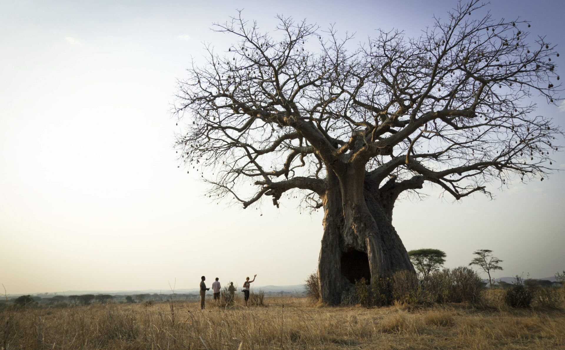 massive baobab tree at Kigelia Ruaha with a small group of people reveling at its size.