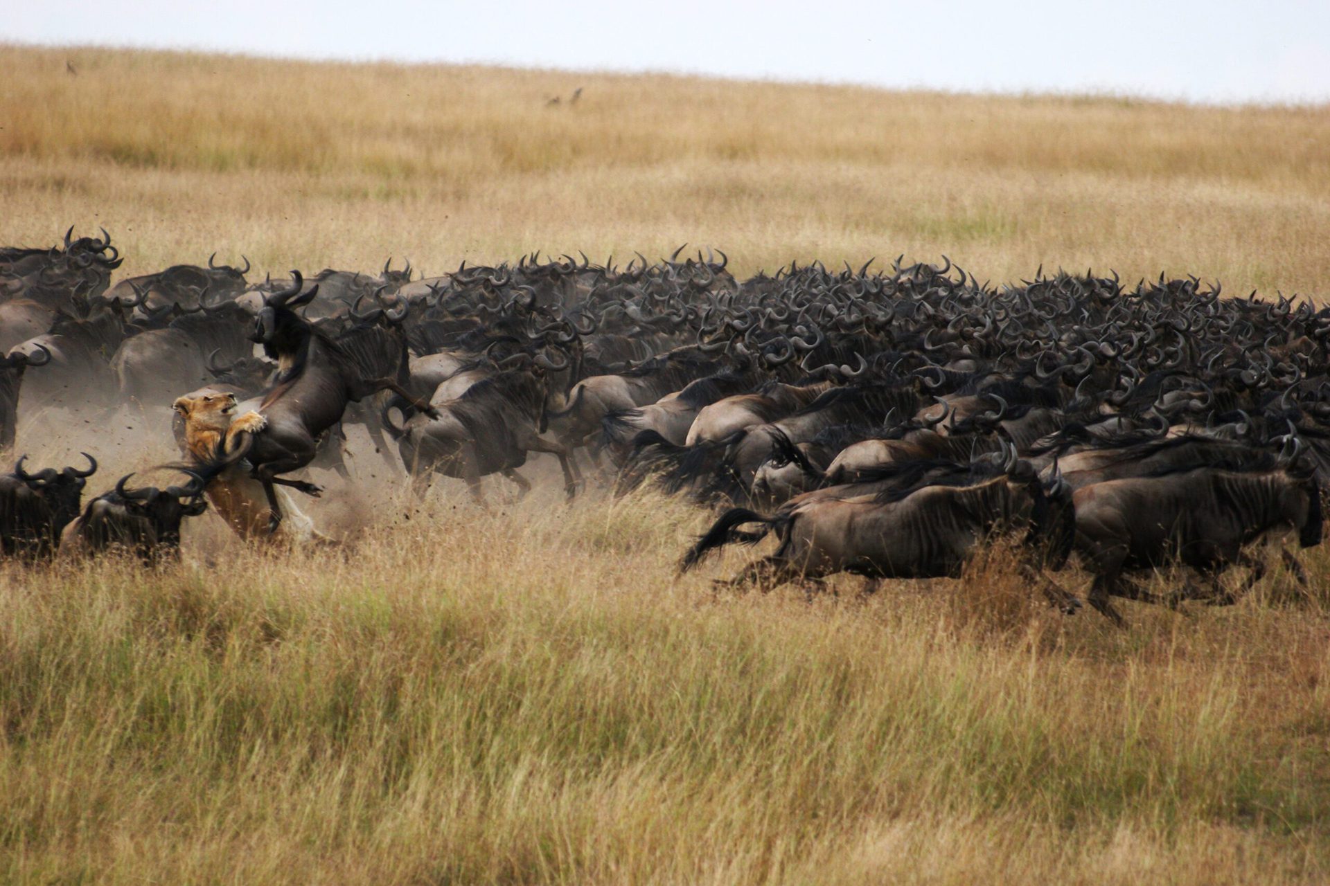 a herd of wild animals running through a dry grass field.