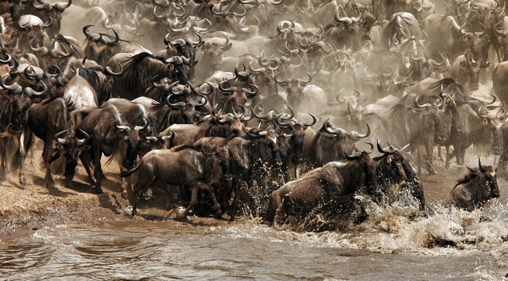 Wildebeests migrating across river