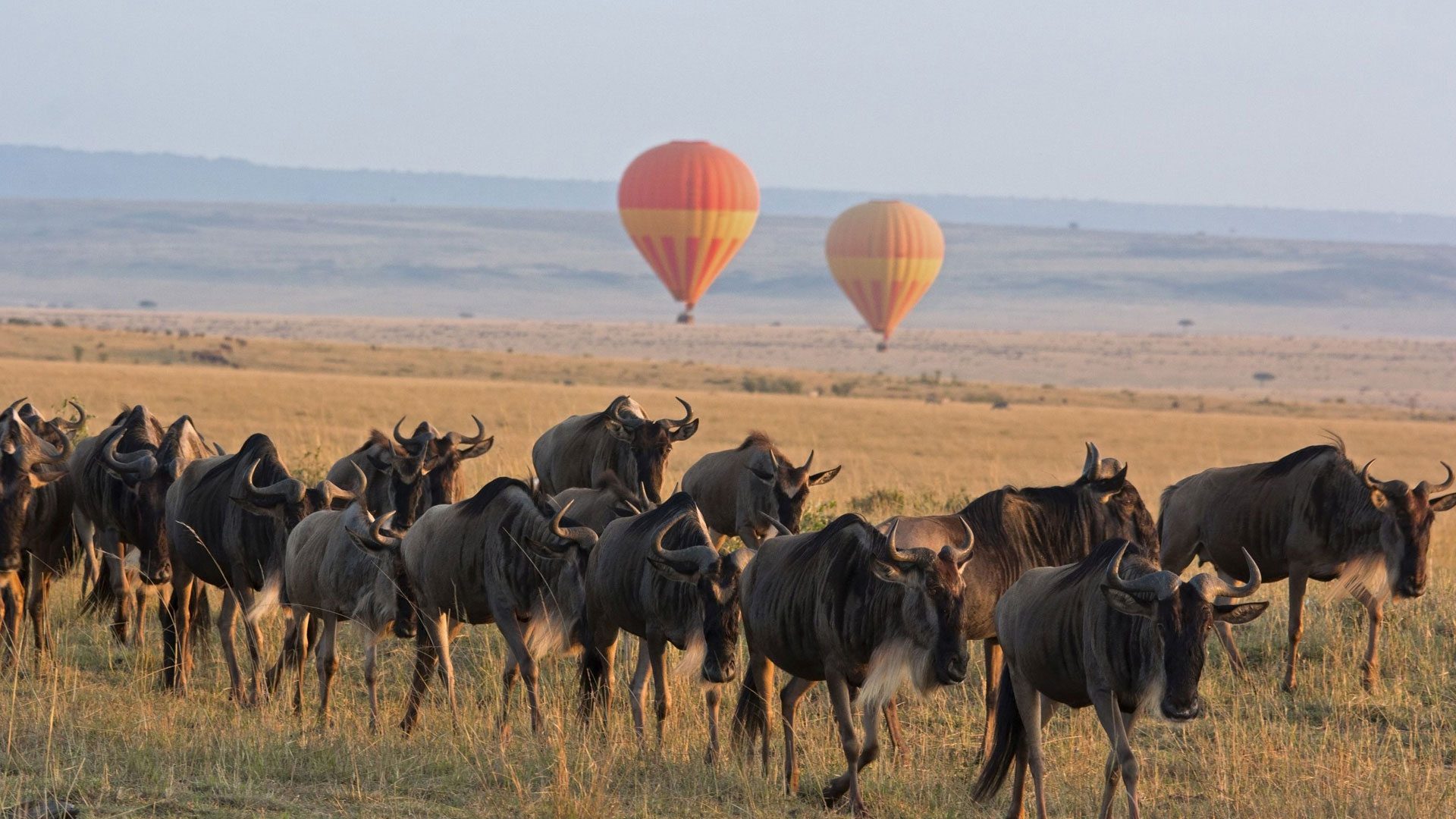 The Great Wildebeest Migration: 3 Tips to Know Before You Go, Wildebeest with Hot Air Balloons