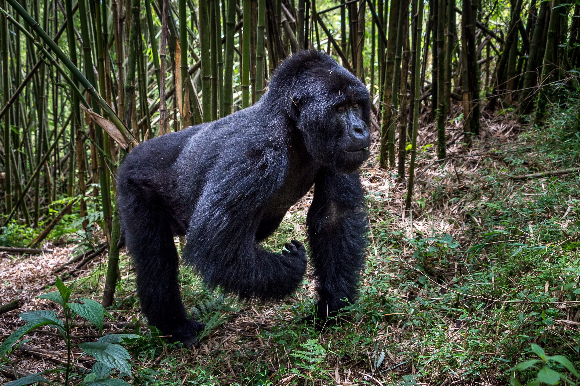 Large gorilla walking through the forest with one hand lifted seen while gorilla trekking on Rwanda East Africa safari