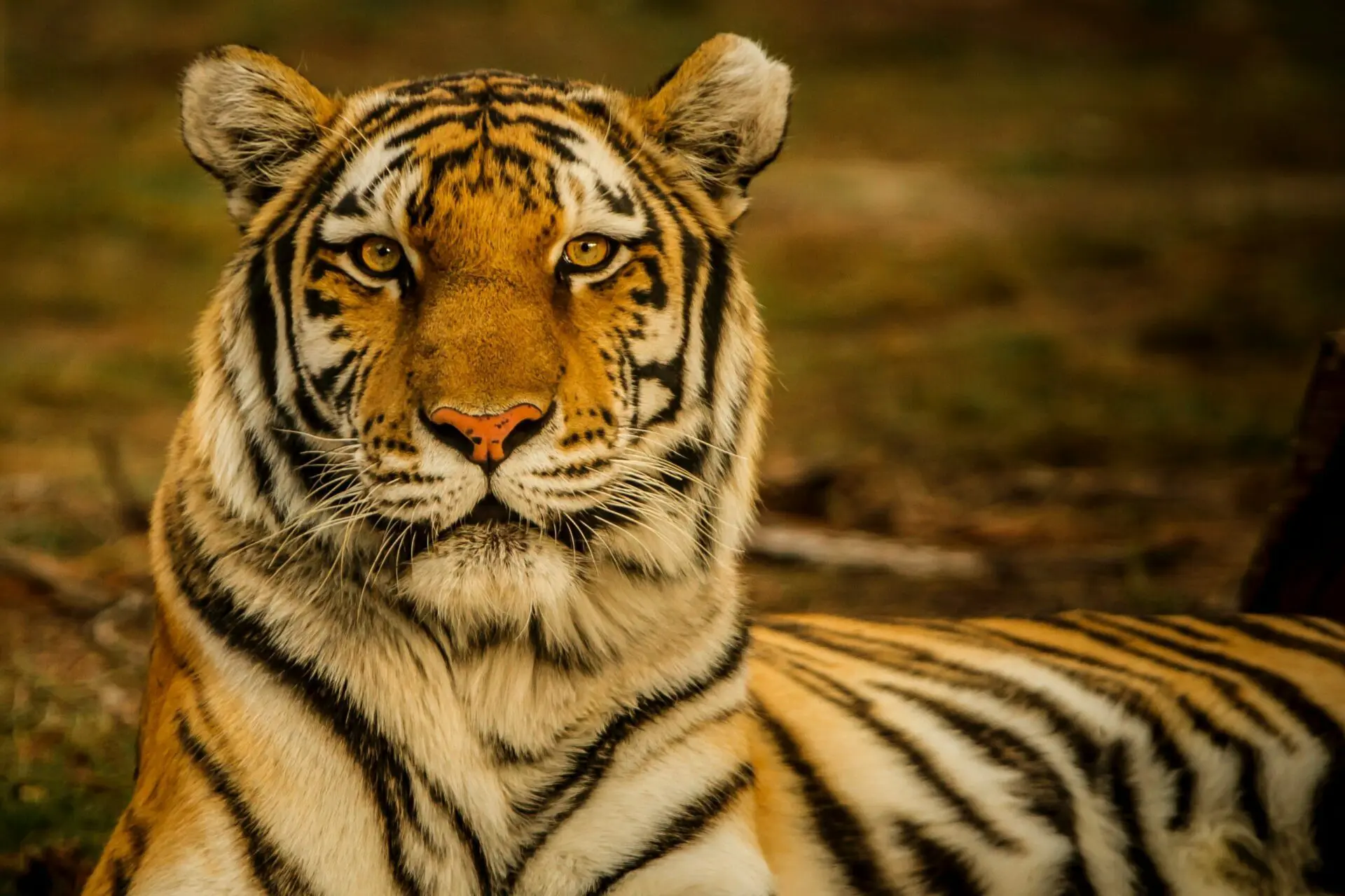close-up photo of a Bengal tiger with a blurred background as seen on india safari