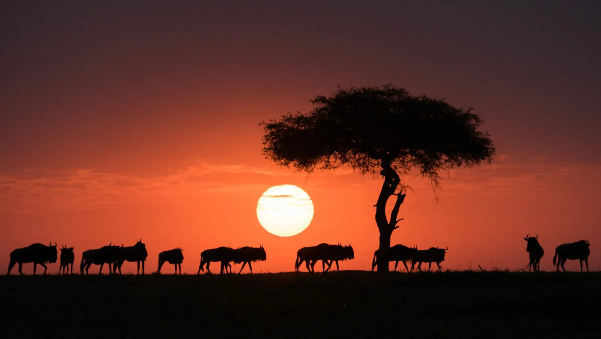 herds of wildebeest cross beneath an acacia tree as the sun sets.