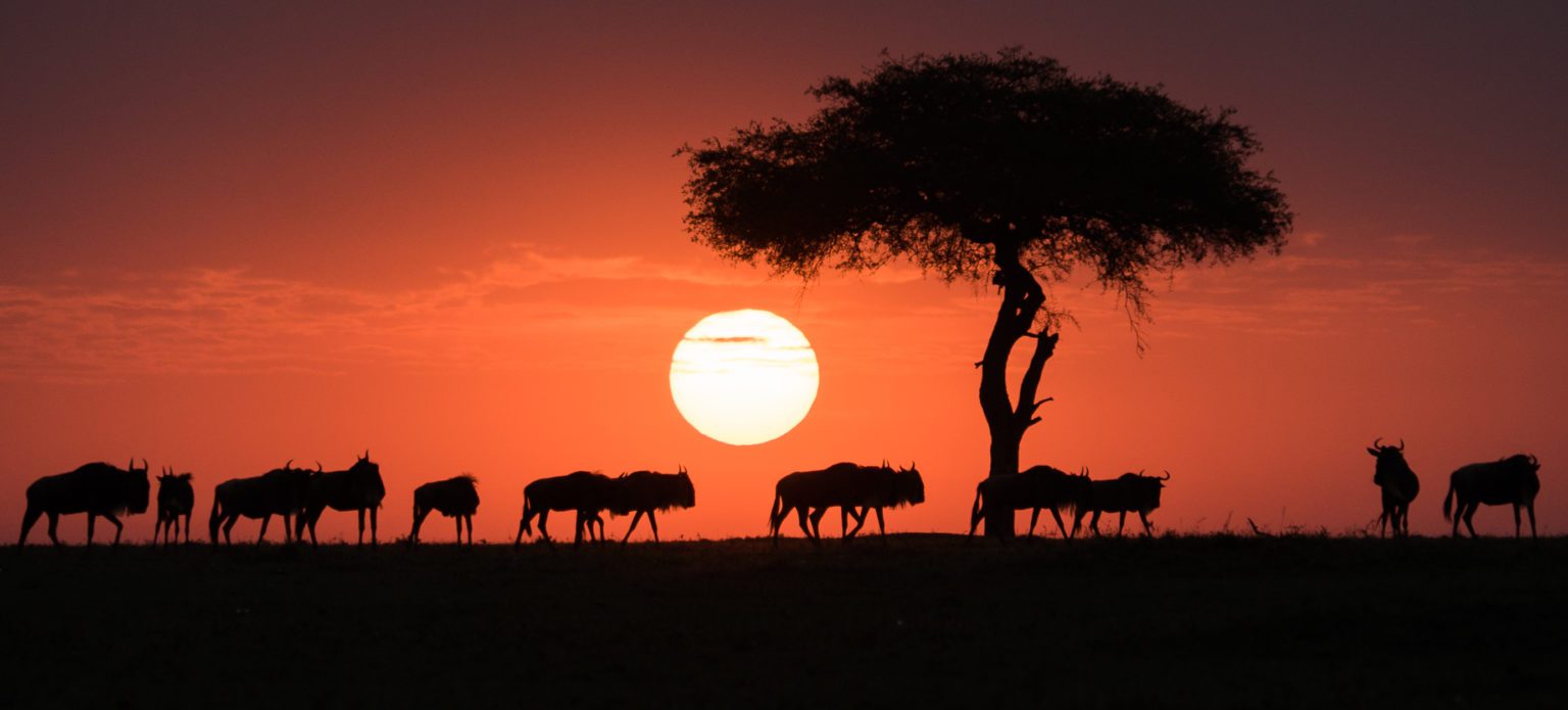 On an Africa safari you'll see wildebeest walking across the horizon toward an acacia at sunset in the Maasai Mara