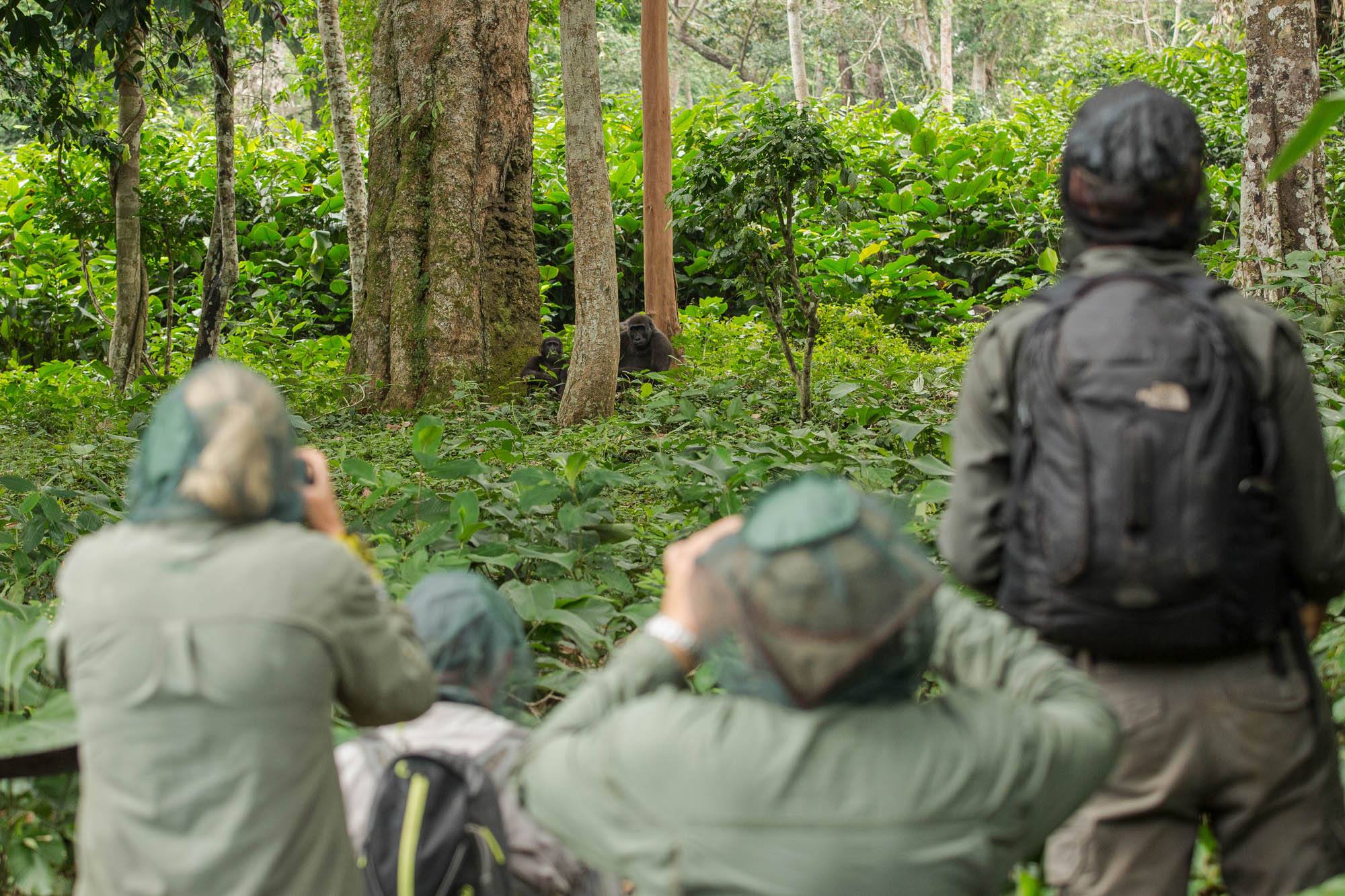 Gorillas: 10 Reasons to Visit Human's Closest Cousin, People on Safari