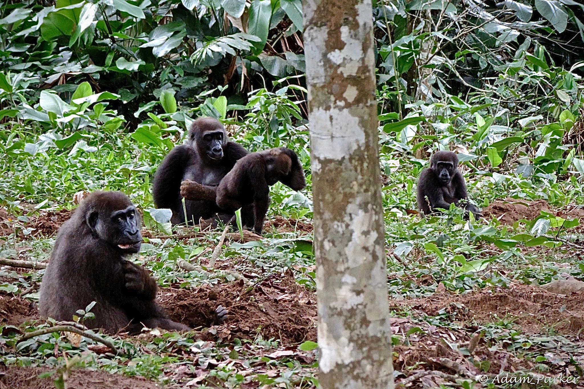 Gorillas: 10 Reasons to Visit Human's Closest Cousin, Gorillas Relaxing