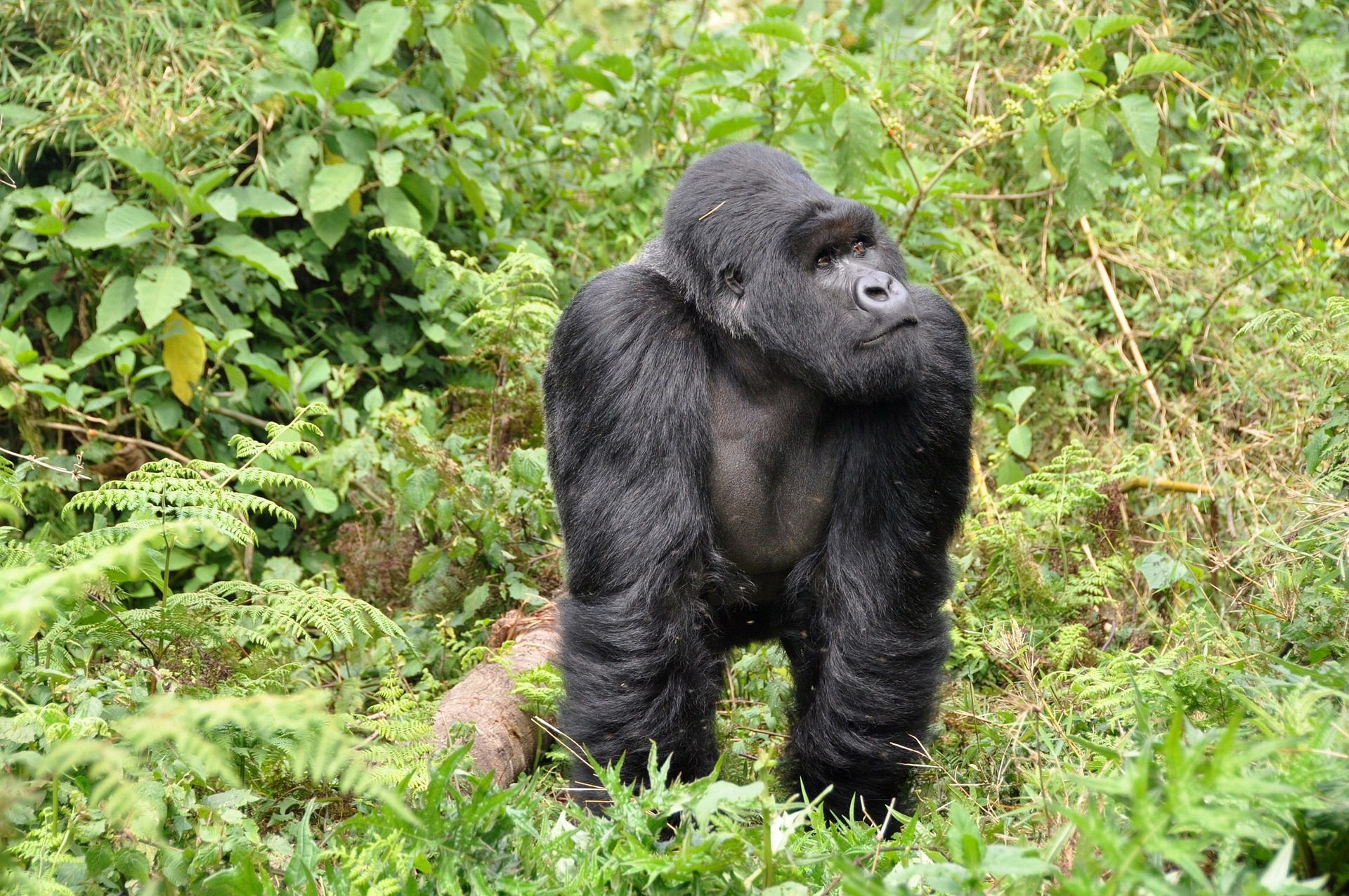 Gorillas: 10 Reasons to Visit Human's Closest Cousin, Gorilla Male