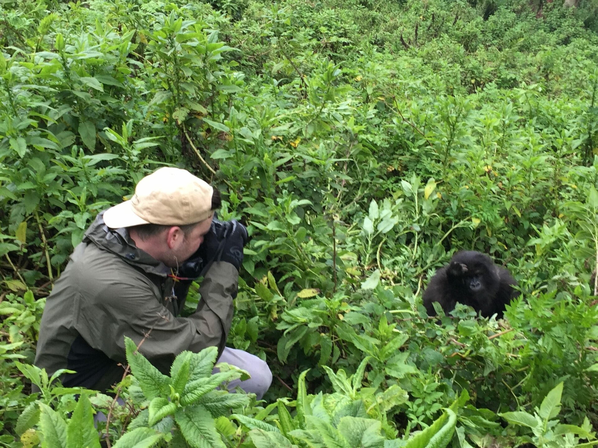 man taking a photo of a gorilla in the bush in Rwanda