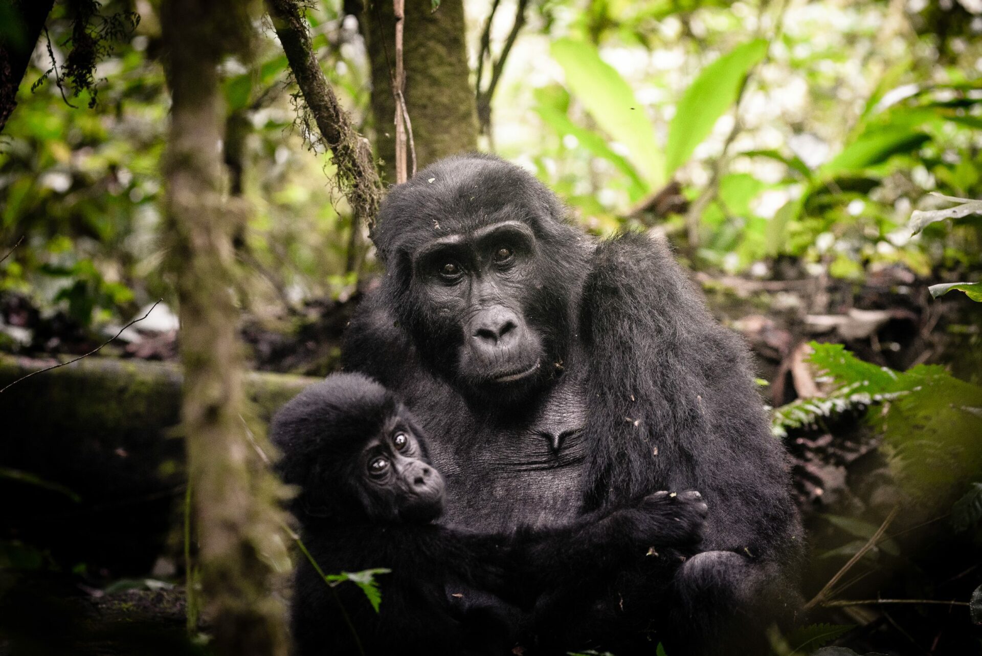A baby gorilla clutches to its mother in the rainforests of Uganda.