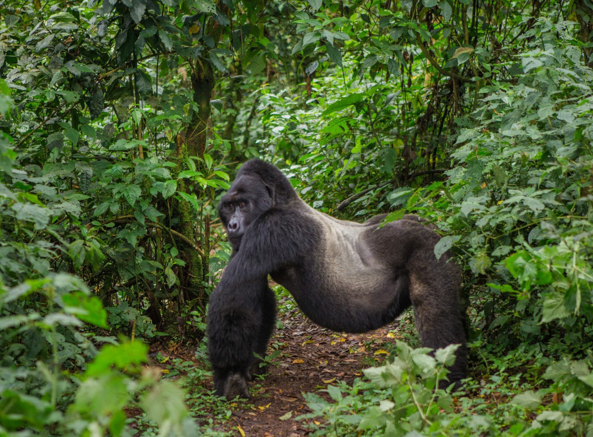 silverback gorilla on trail
