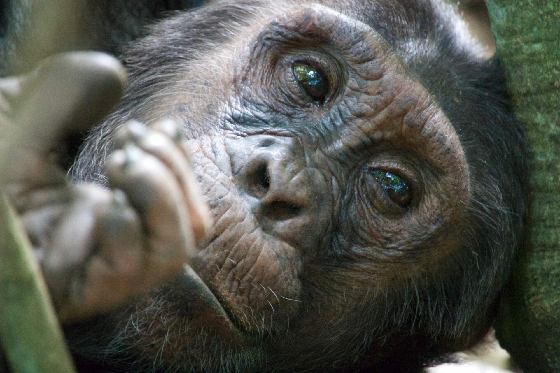 close up of chimpanzee's face and hand