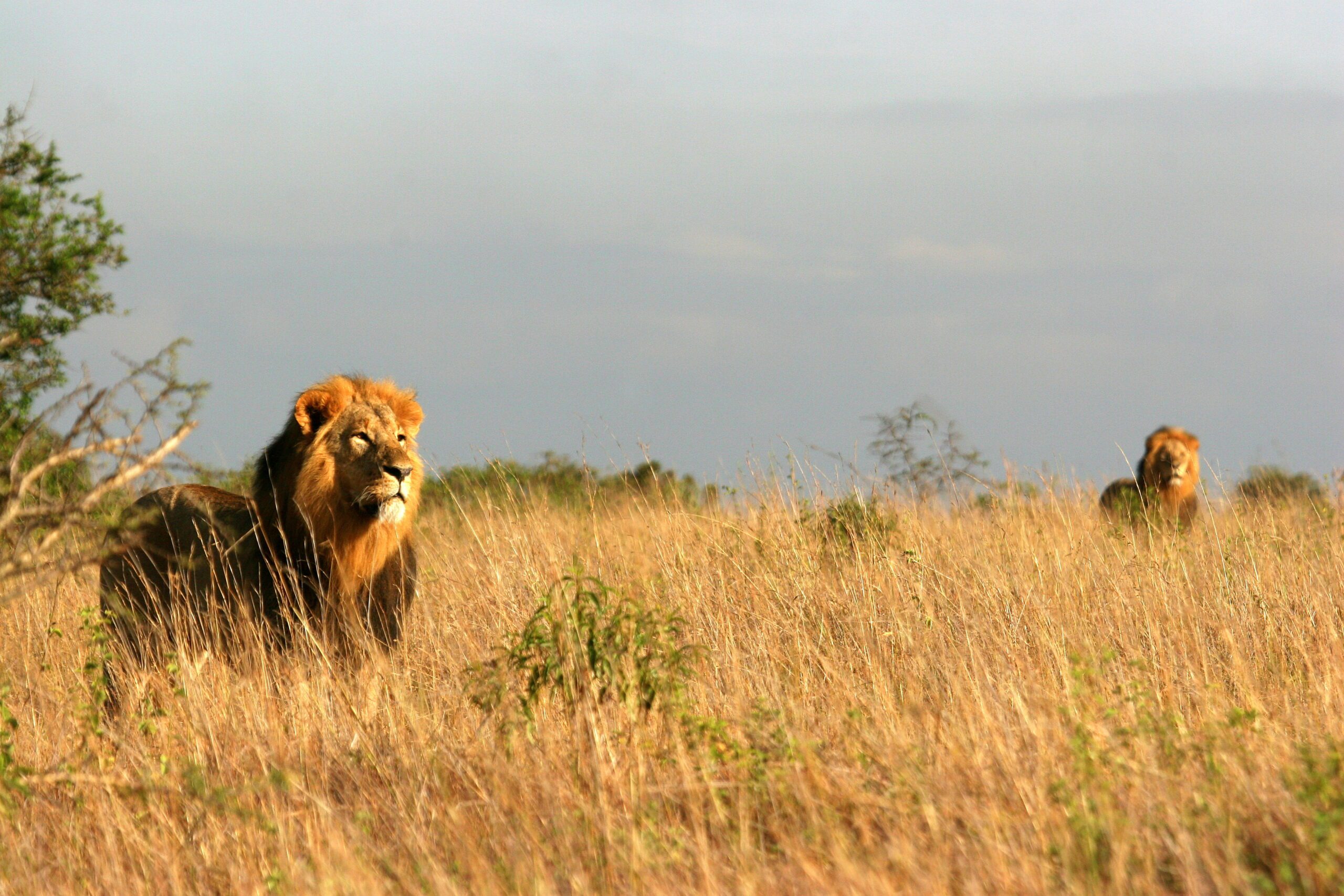 New Direct Flights from NYC to Nairobi, Lions