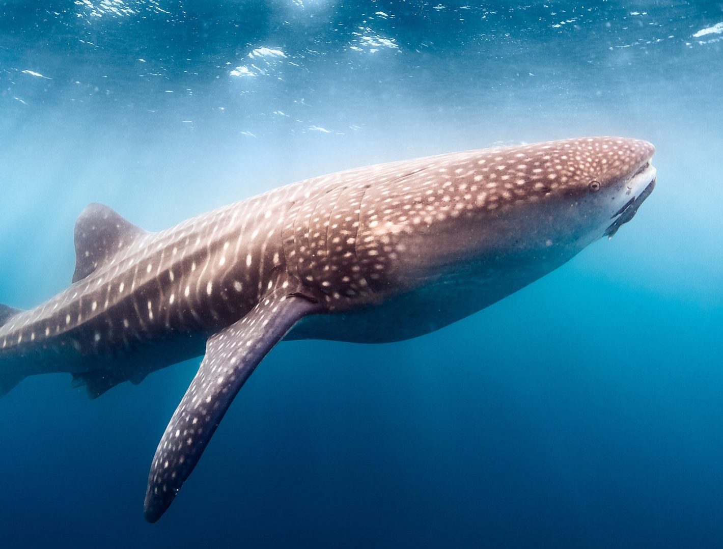 whale shark gliding in blue water