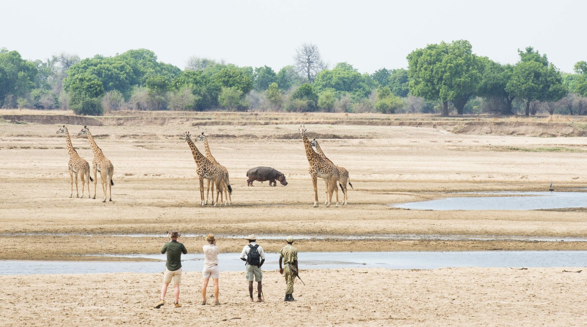 four people on a bush walking in Africa safari in South Luangwa seeing six giraffe across a meandering river