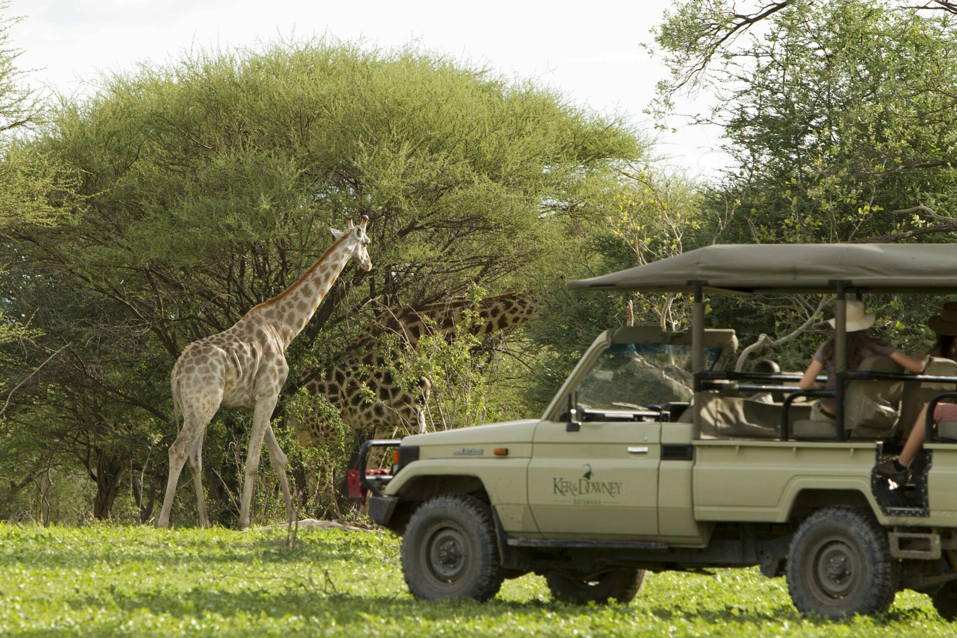 giraffe by tree with safari vehicle on this Southern Africa family safari