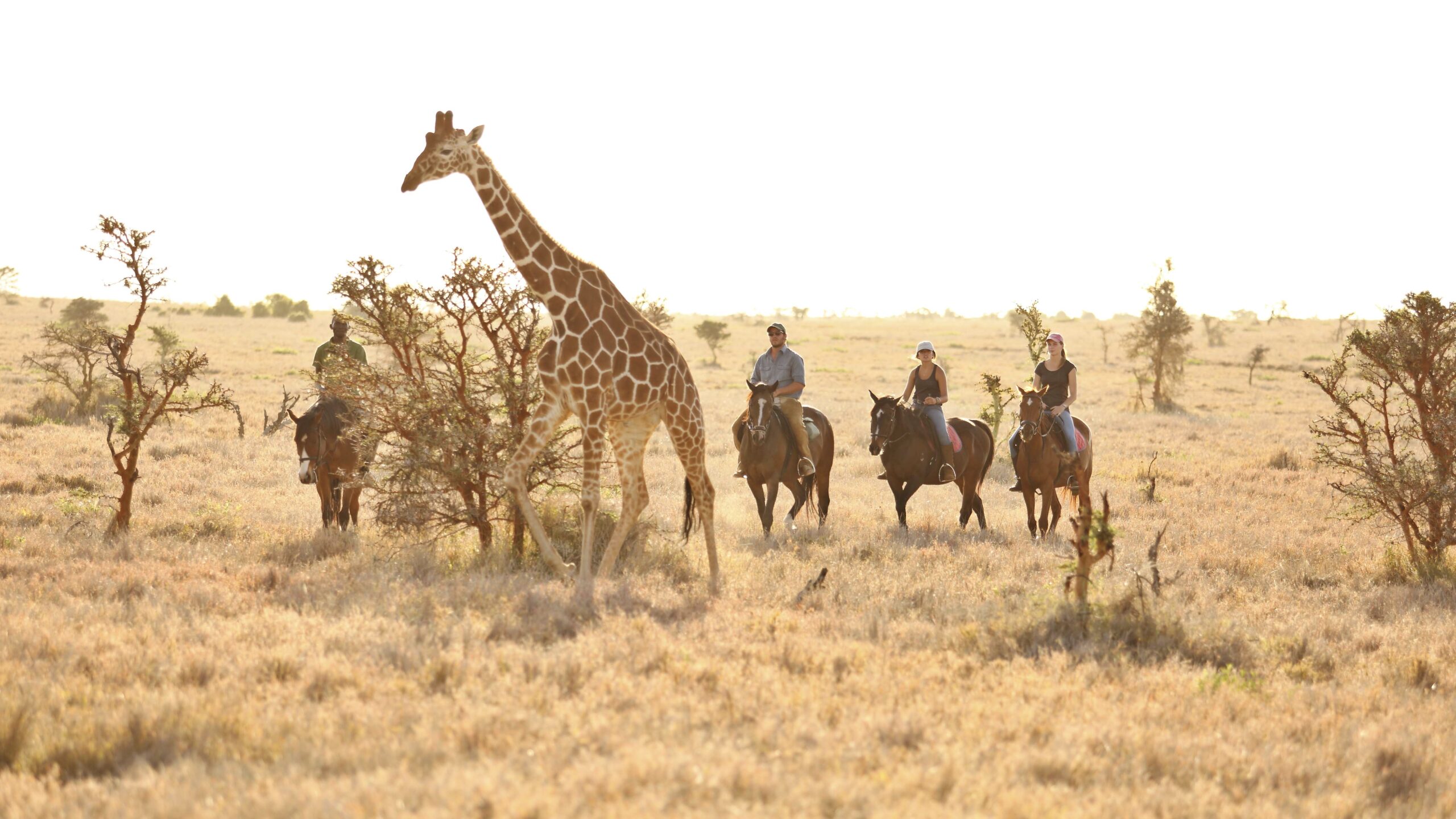 four riders traveling on horseback stop to look at a giraffe walking very close to them to reach a tree with leaves