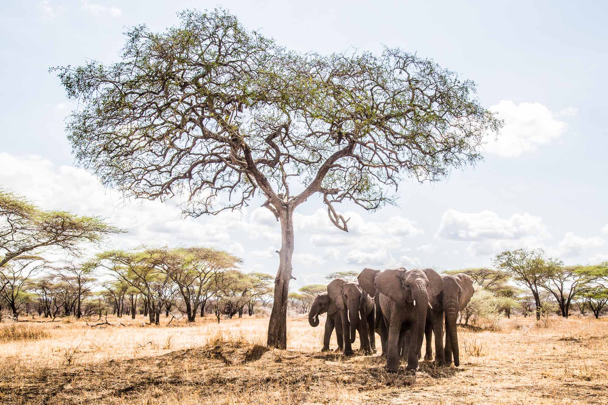 small herd of elephants gathered under an acacia tree