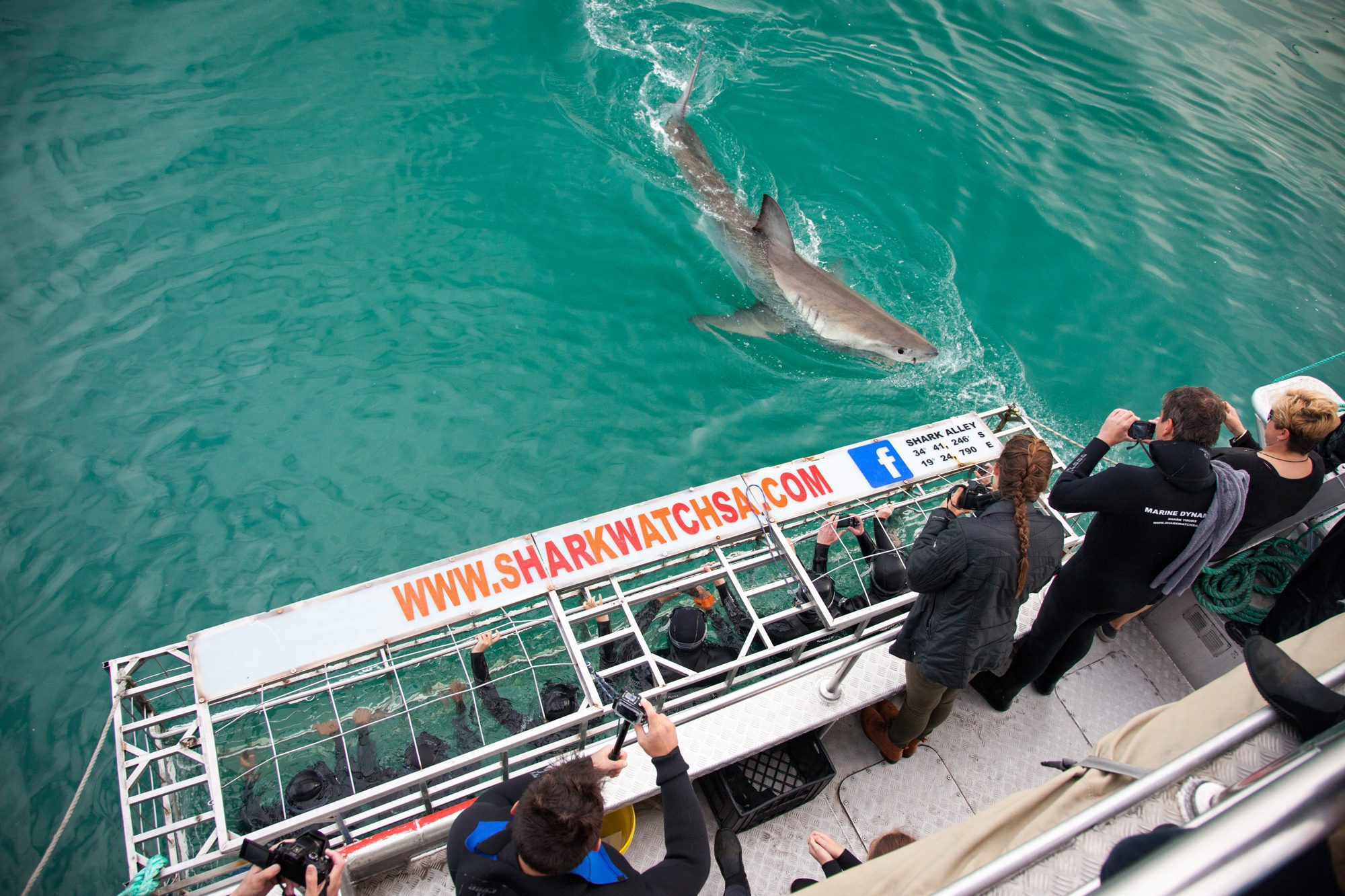 Where to Go & What to Do in Cape Town, Shark Cage Diving and other Activities