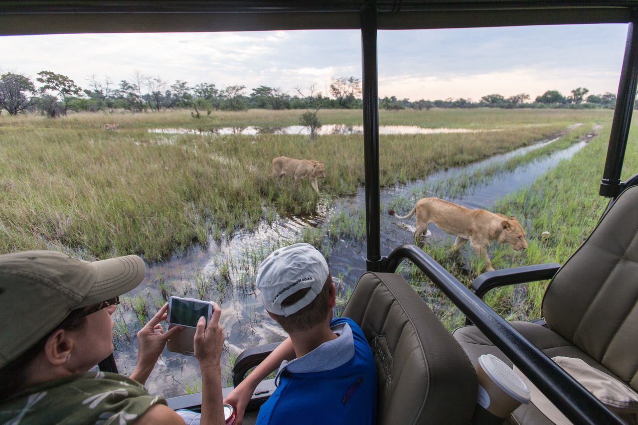 The Case for Taking Your Kids on Safari, Meeting a Lioness on a Game Drive