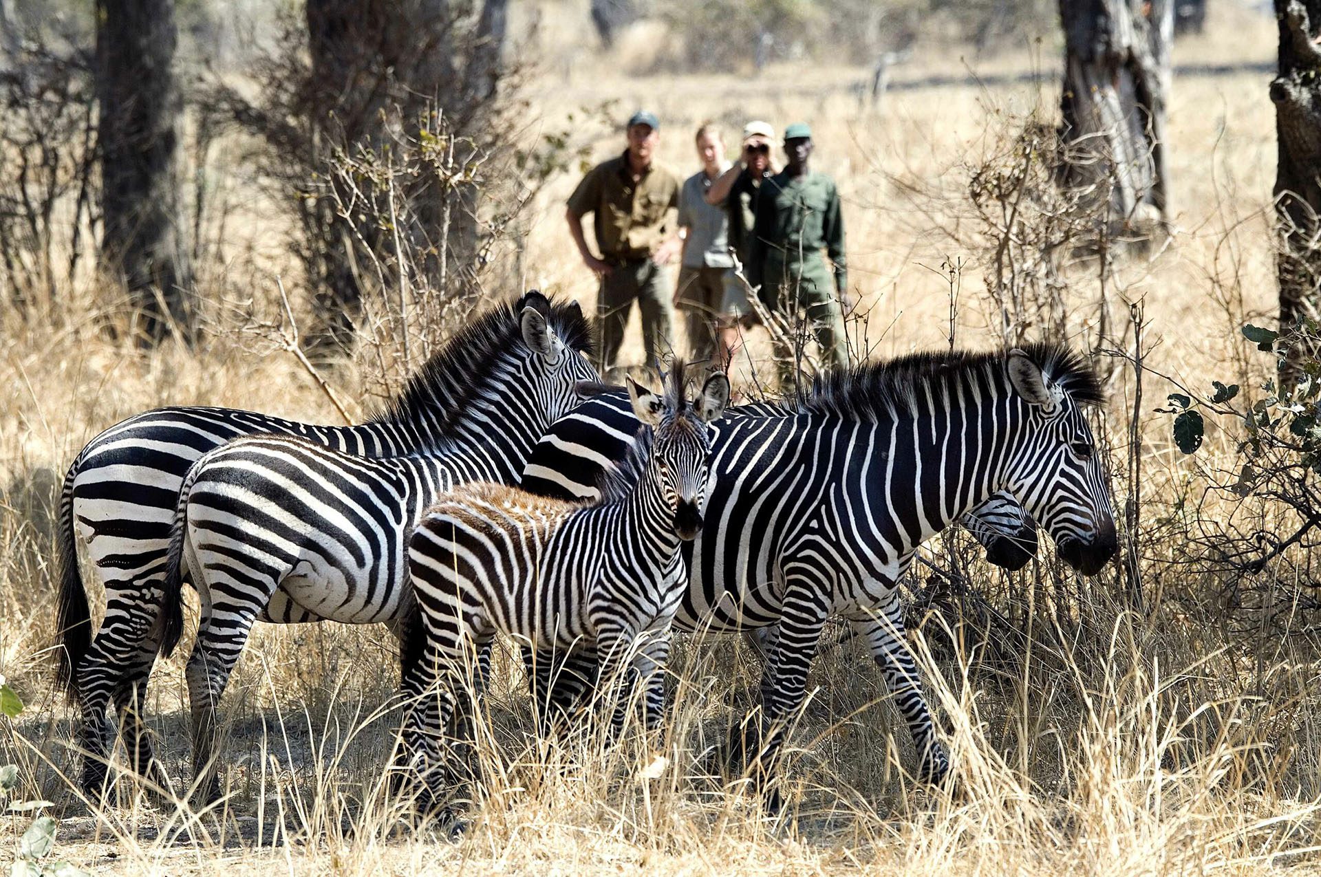 a herd of zebra walking across a dry grass covered field.