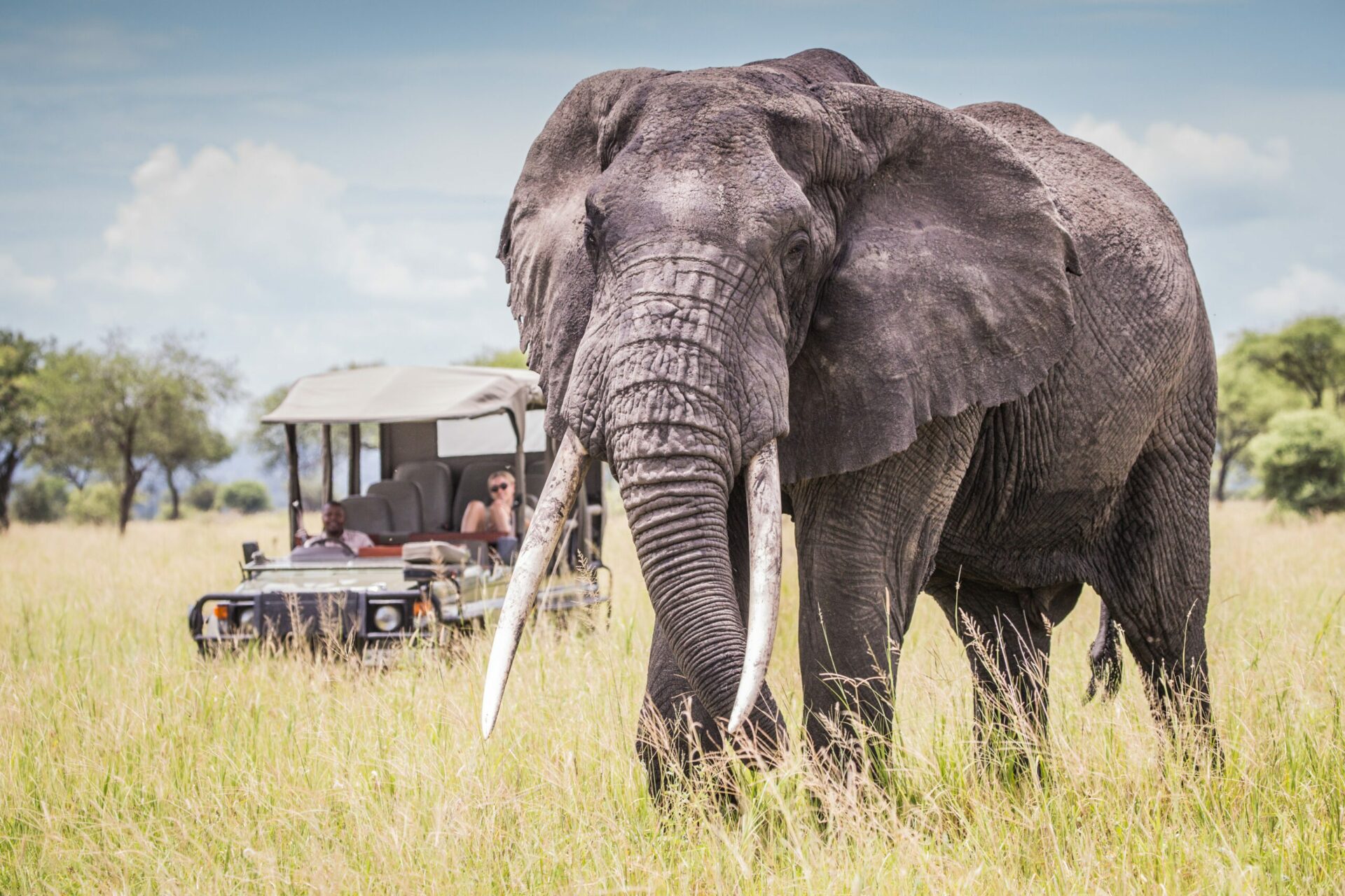 big tusked elephant followed by an open air safari vehicle
