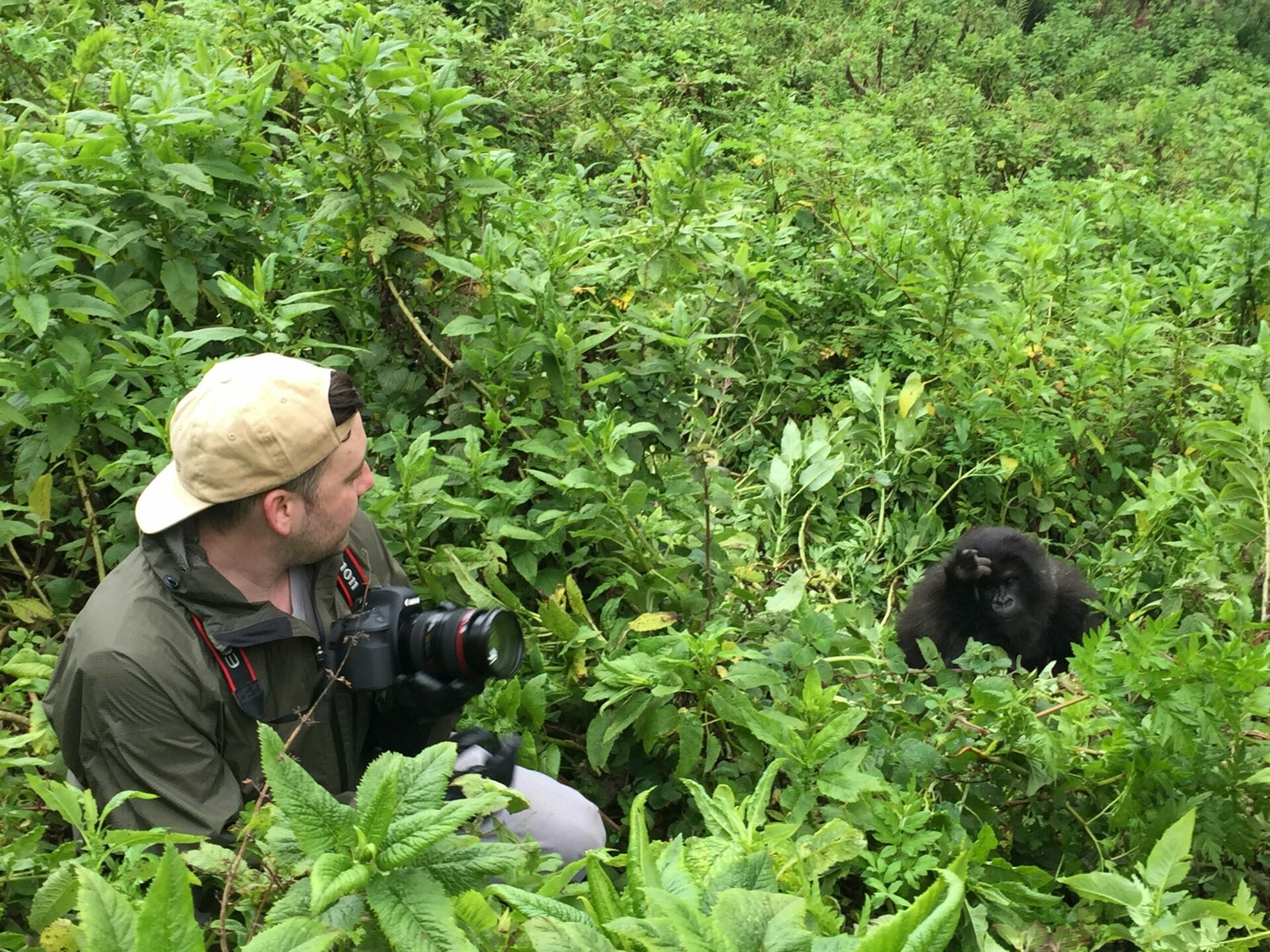 gorilla and man in Rwanda
